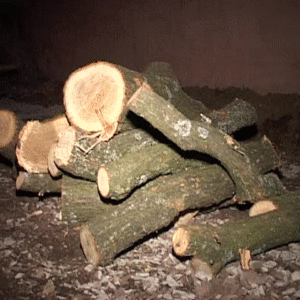 Dosare penale pentru doi buzoieni care au taiat ilegal arbori