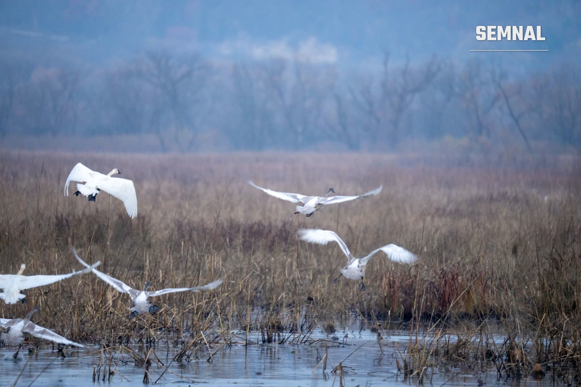 Gâște sălbatice în zbor deasupra unei zone umede din Delta Dunării, cu vegetație specifică (stuf) și apă în prim-plan, peisaj de toamnă în fundal. (Foto: Tom Fisk / Pexels)