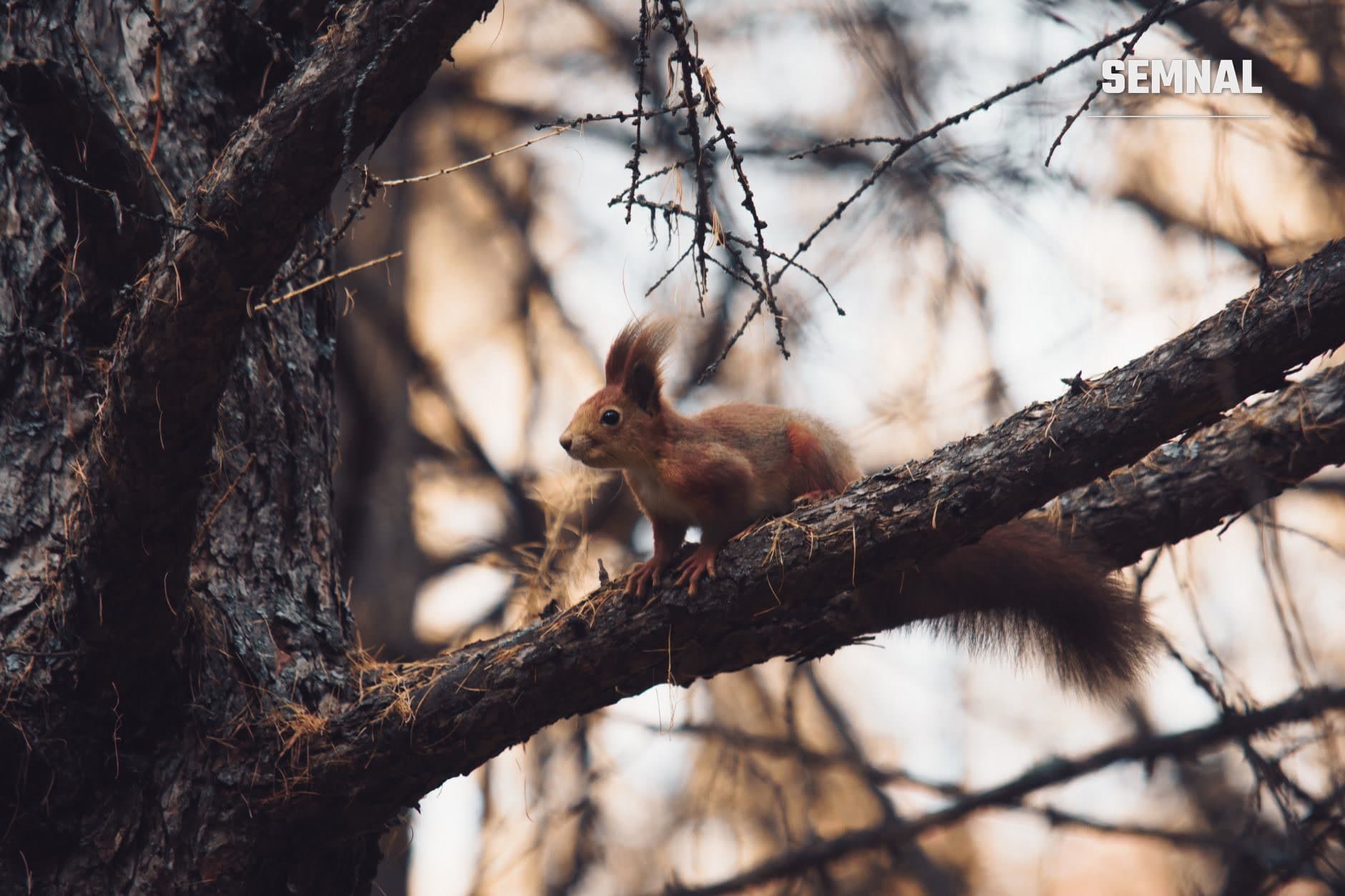 Veveriță roșie pe ramura unui arbore uscat în iarnă, cu coadă pufată și urechi ascuțite, observând cu atenție din profil. (Foto: Sergey Okhrymenko / Pexels)