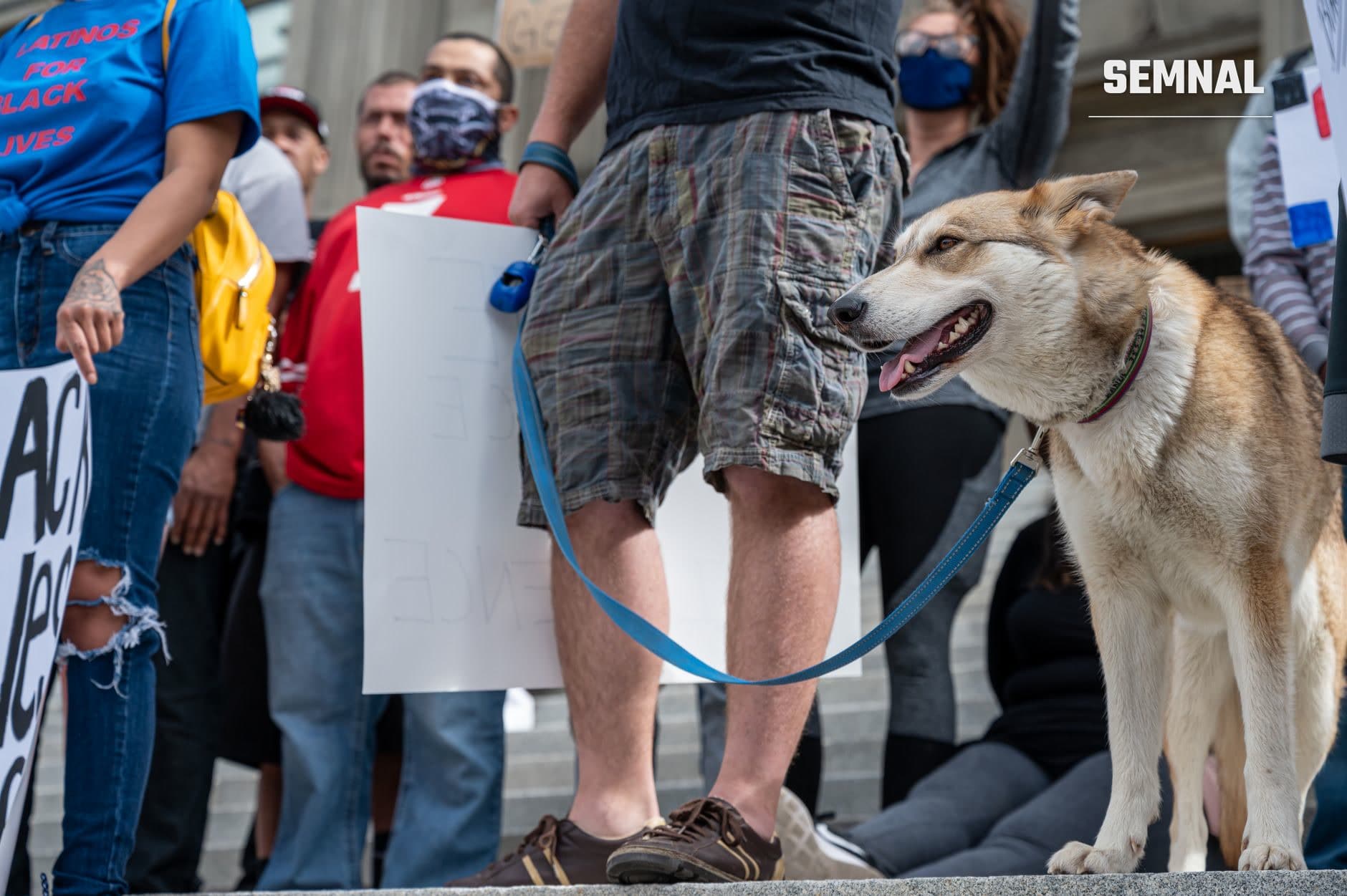 Protest pentru drepturi animale în București: câine de talie mare pe lesă în prim-plan, manifestanți cu pancarte și tricouri de protest în fundal pe o stradă urbană. (Foto: Brett Sayles / Pexels)