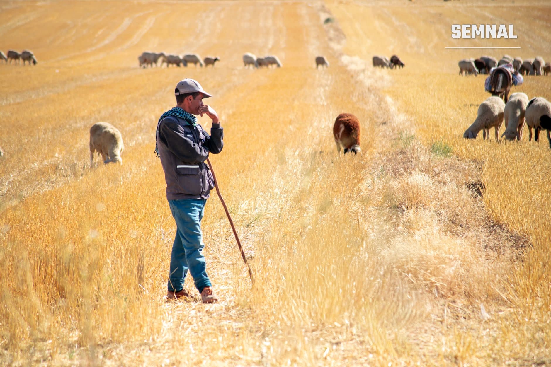 Cioban cu baston, în haină gri și șapcă, pe un câmp de miriște, cu turma de oi care pasc în fundal. (Foto: Çiğdem Bilgin / Pexels)