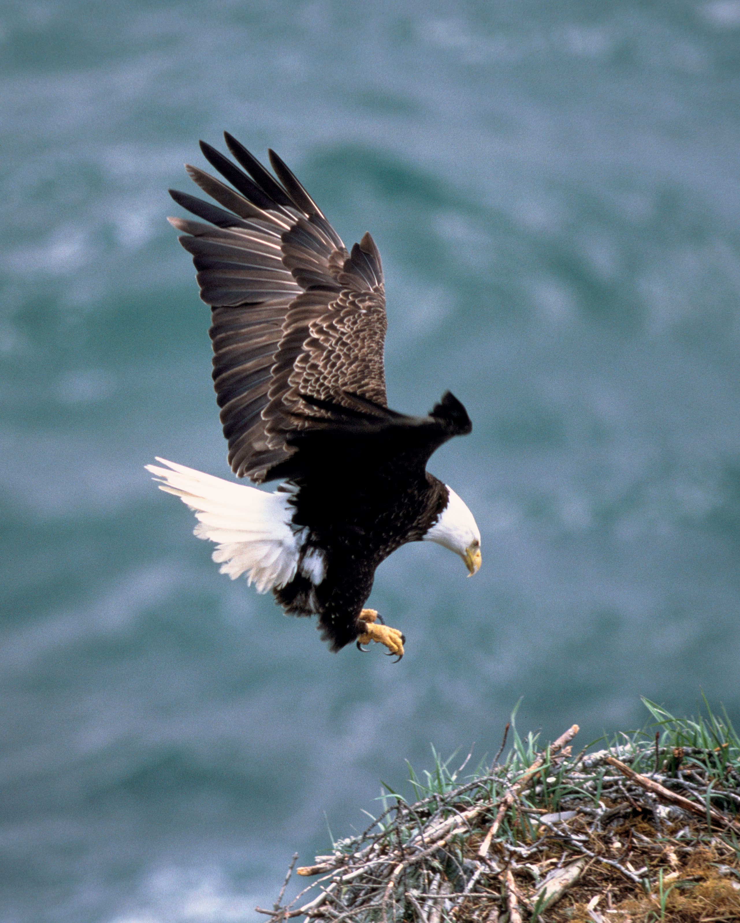 Vultur pleșuv american (Haliaeetus leucocephalus) fotografiat în zbor, aceeași specie din care face parte Jackie