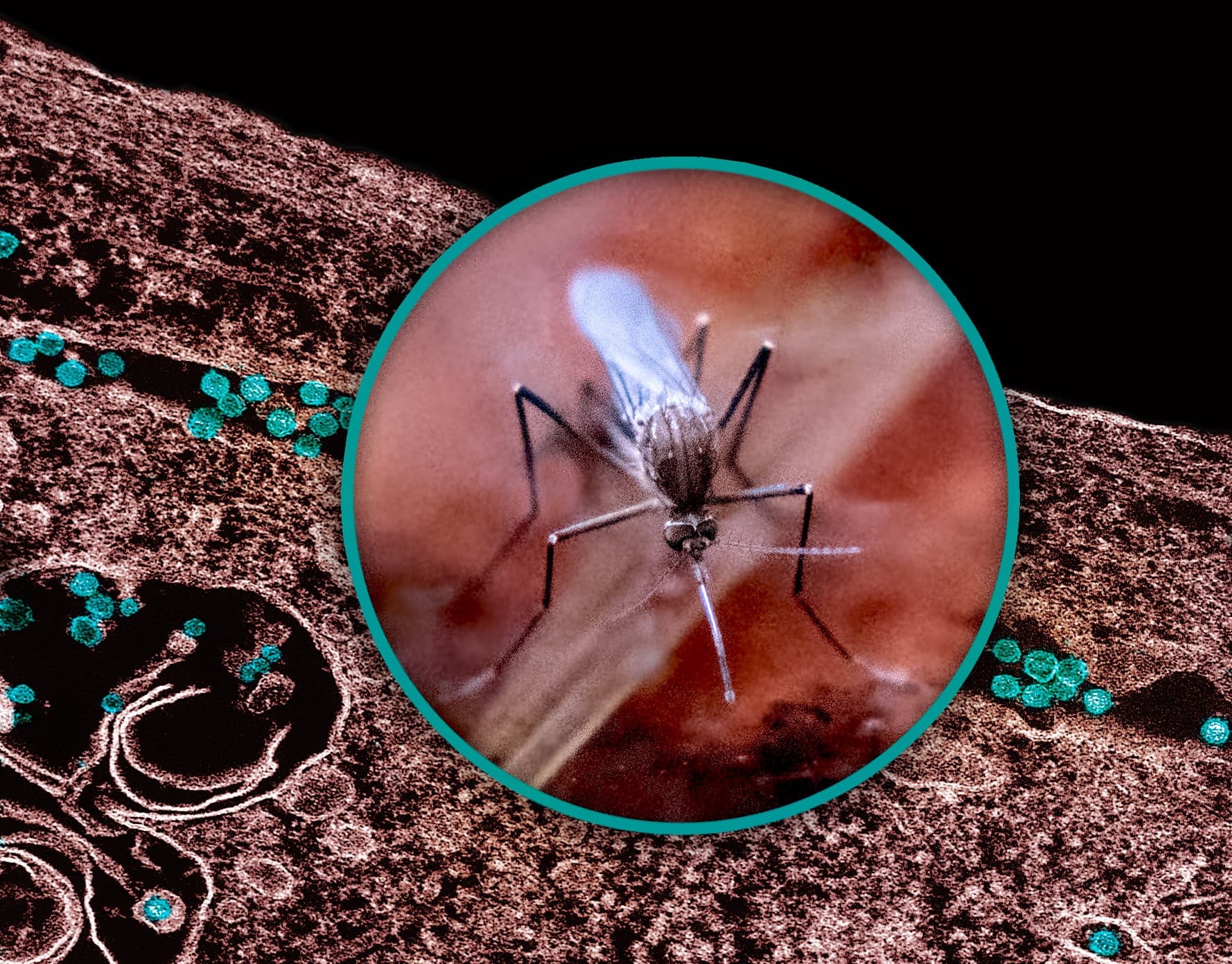 Țânțar Culex quinquefasciatus, principalul vector al virusului West Nile, fotografiat pe un deget uman
