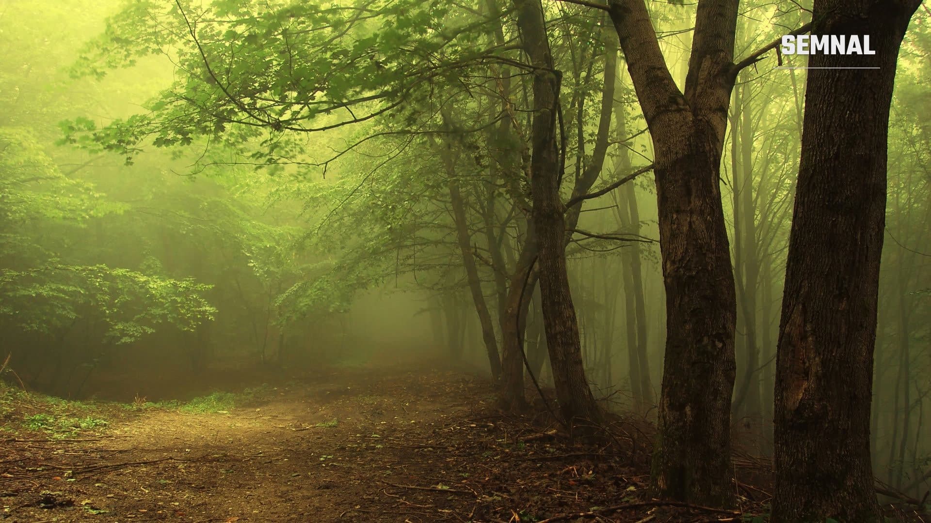Pădure aluvială cu ape line în Parcul Natural Lunca Mureșului, zona protejată de pe malul Mureșului dintre Arad și Pecica