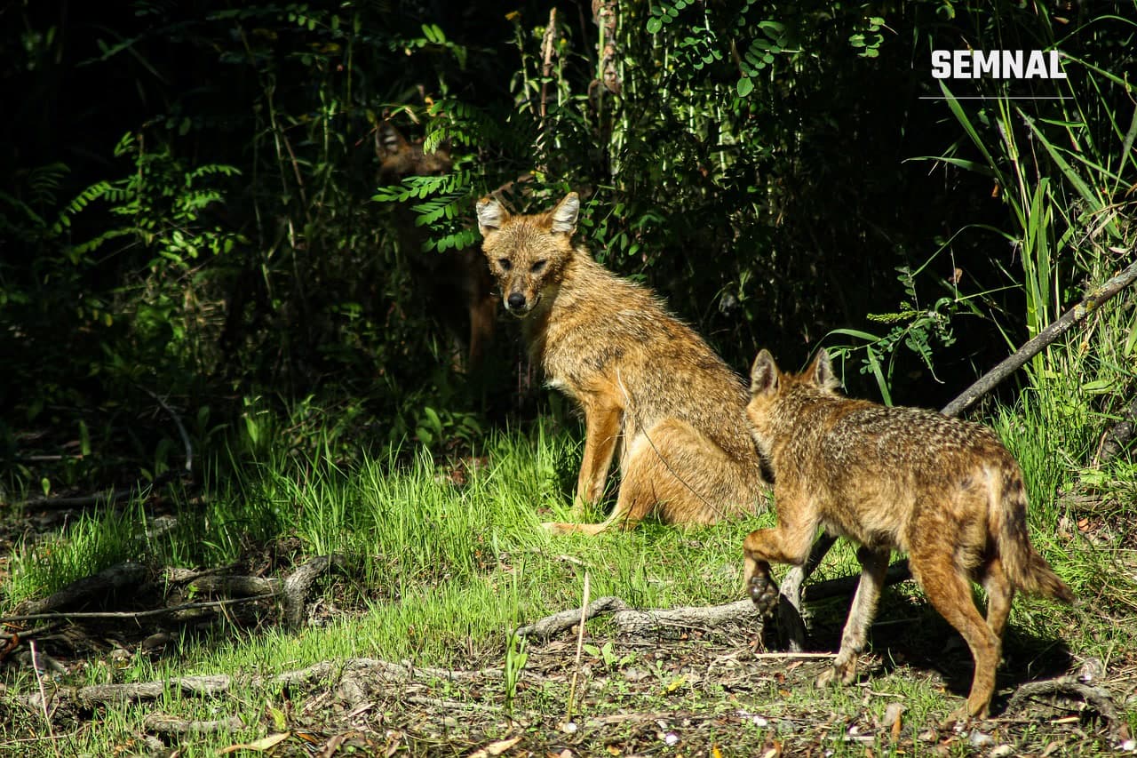 Un șacal auriu fotografiat în habitatul său natural, lângă vegetație deasă