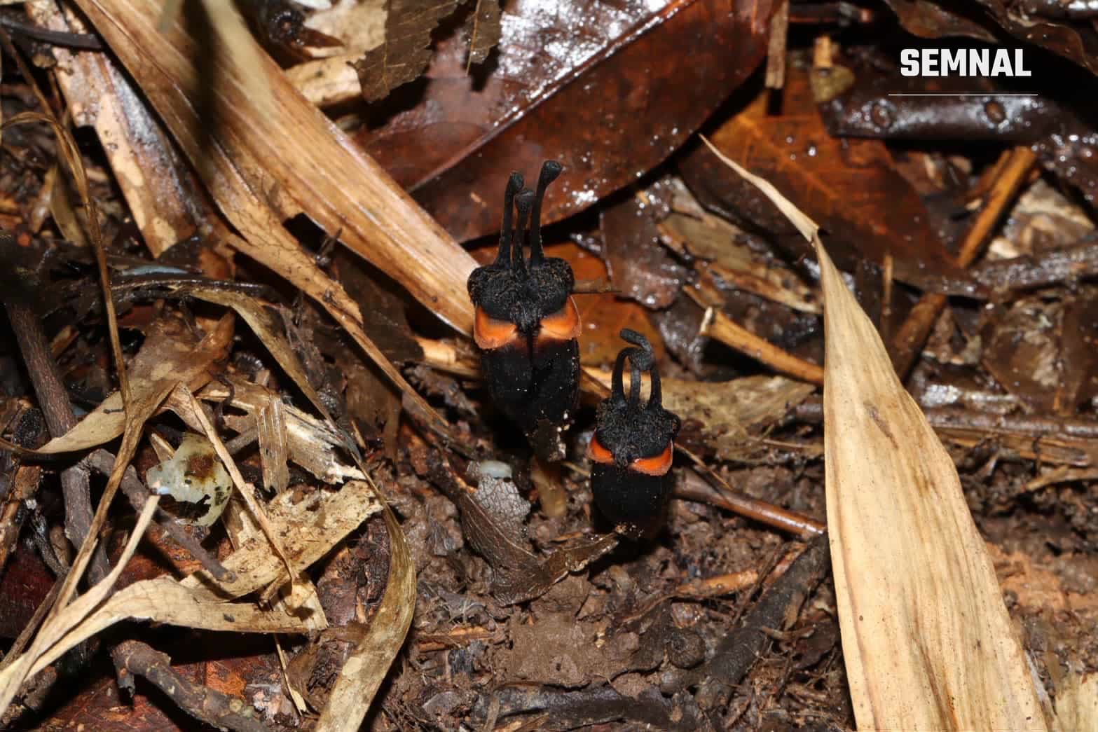 Floarea plantei Thismia daemona, neagră cu formațiuni asemănătoare unor coarne, fotografiată în habitatul ei natural din pădurea thailandeză