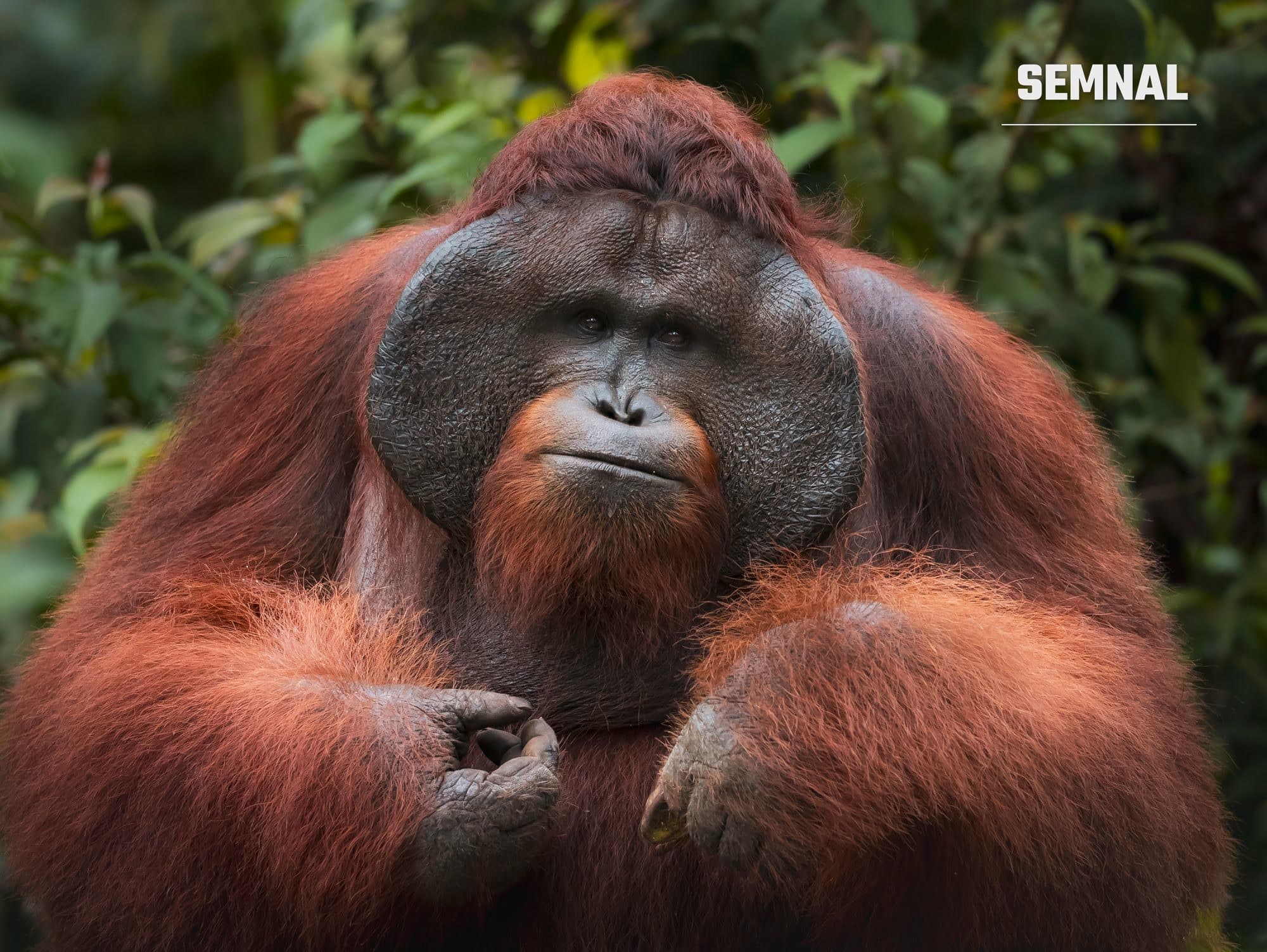 Urangutan sălbatic în pădurea tropicală din Borneo, imagine cu caracter ilustrativ