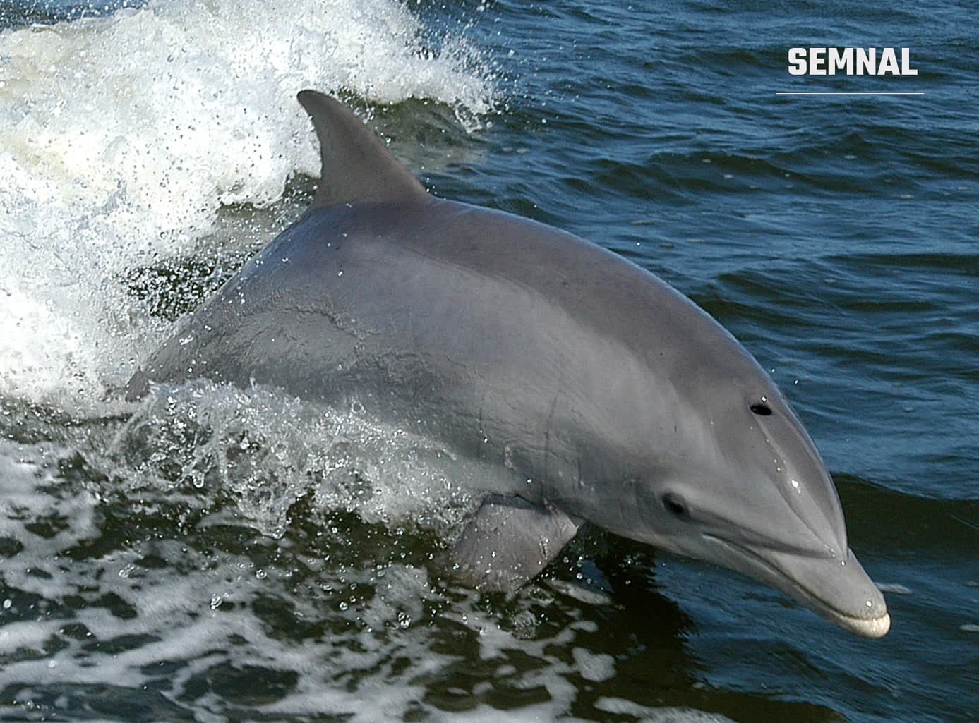 Delfin gât-de-sticlă (Tursiops truncatus) înotând la suprafața apei