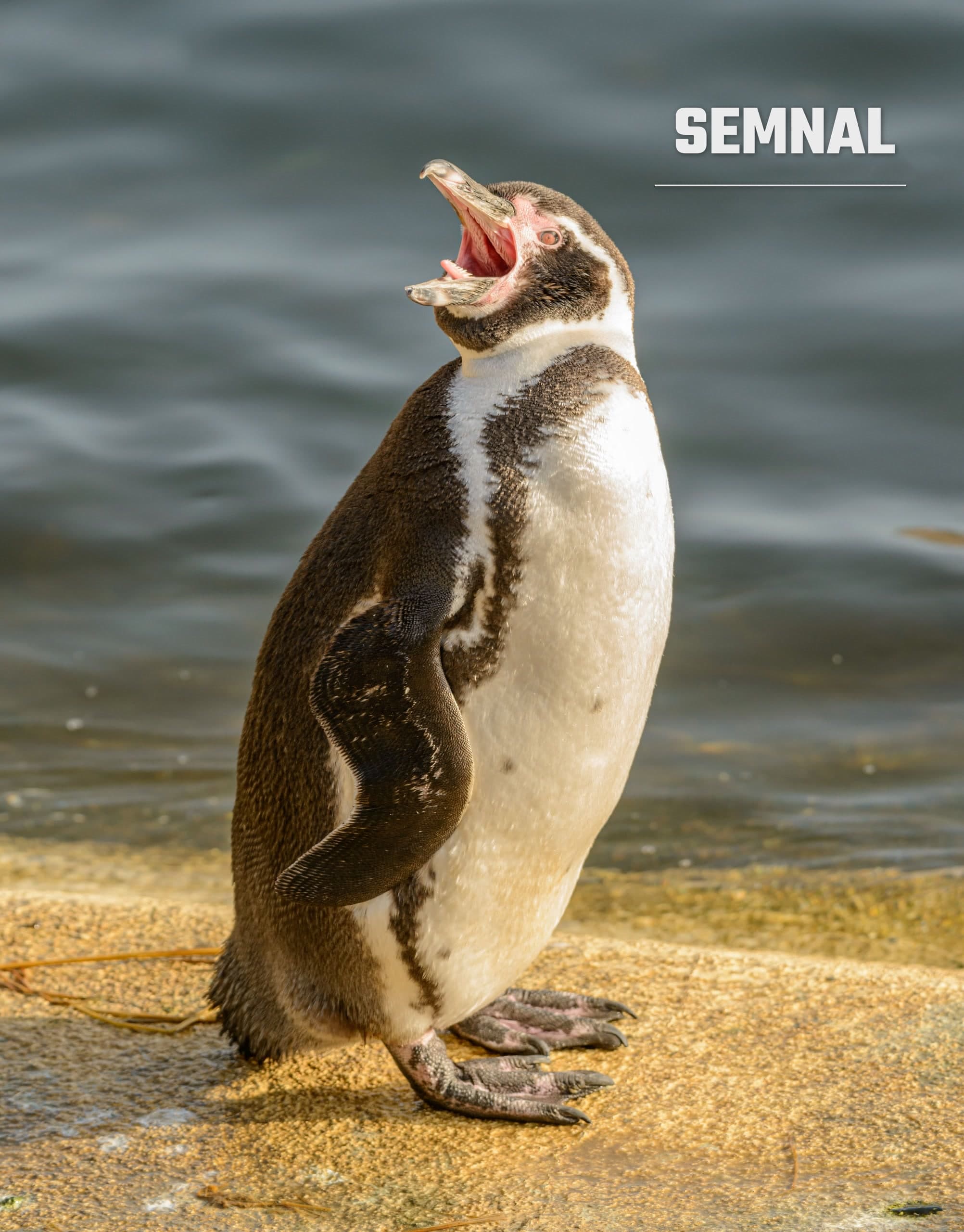 Pinguin Humboldt, specie vulnerabilă originară de pe coastele Chile și Peru, fotografiat lângă apă