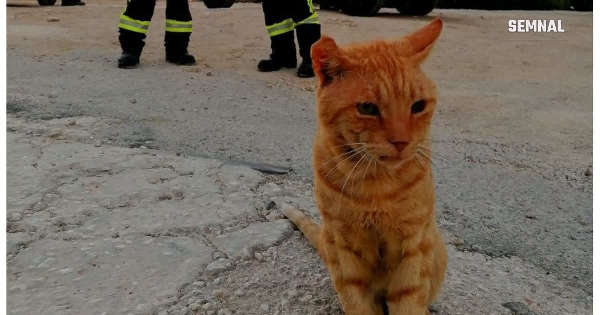 Motănelul care seamănă cu Garfield, alături de pompierii români din Grecia