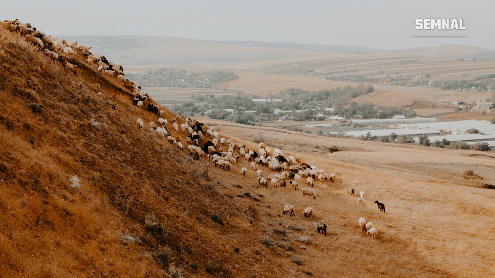 Turmă de oi pe versantul înierbat al unui deal, cu sate și câmpuri agricole vizibile în vale, în fundal