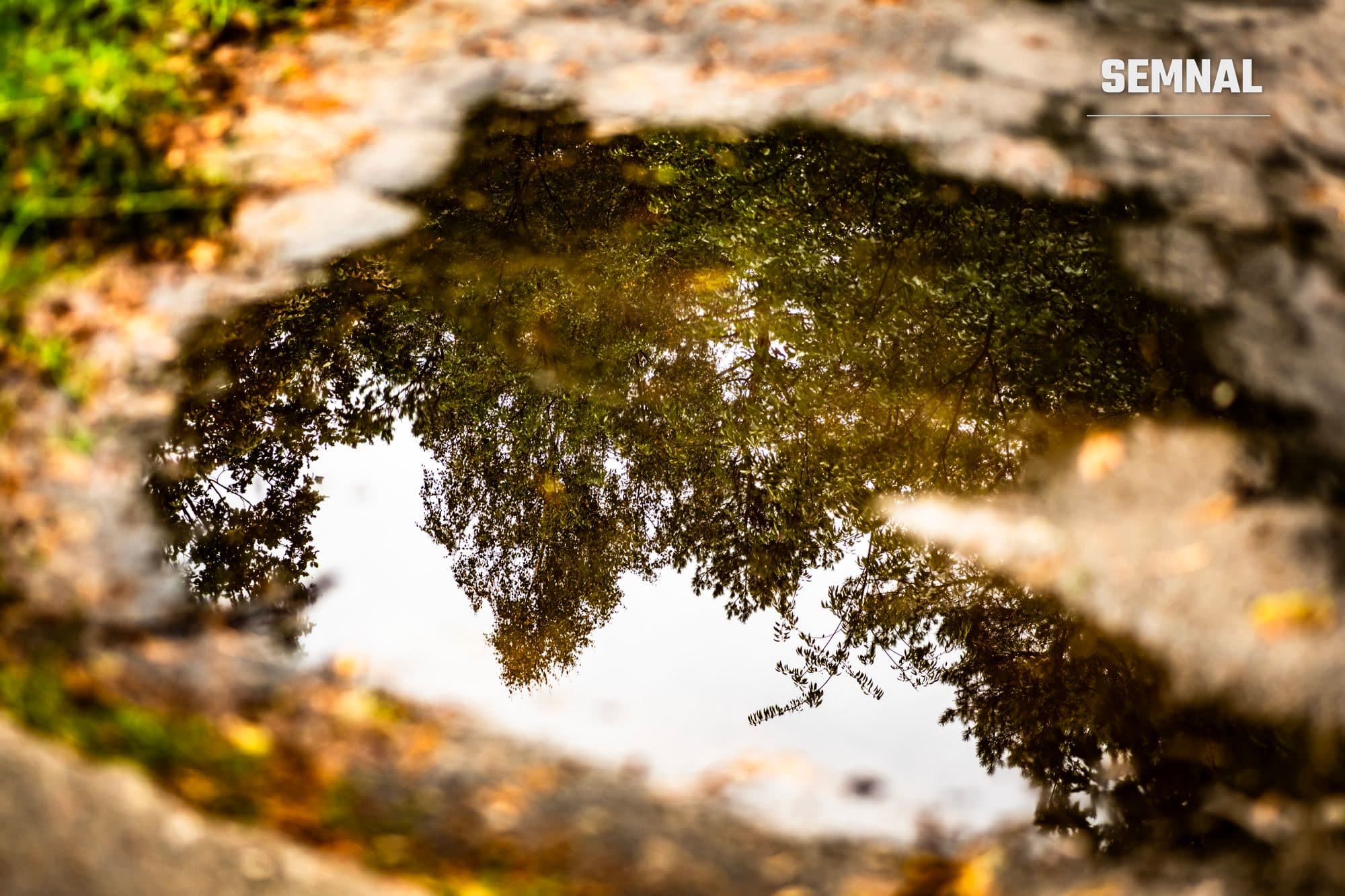 Reflexie a copacilor în lumina toamnei într-o baltă de ploaie, printre frunze căzute, imagine ilustrativă