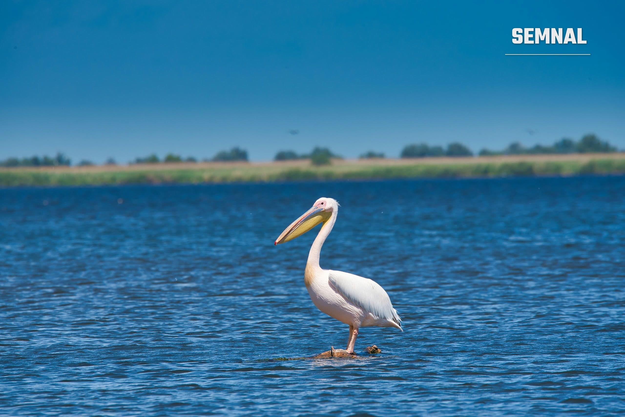 Pelican comun alb, cu ciocul galben, stând pe o piatră în mijlocul unui lac din Delta Dunării, cu stuf și copaci la orizont