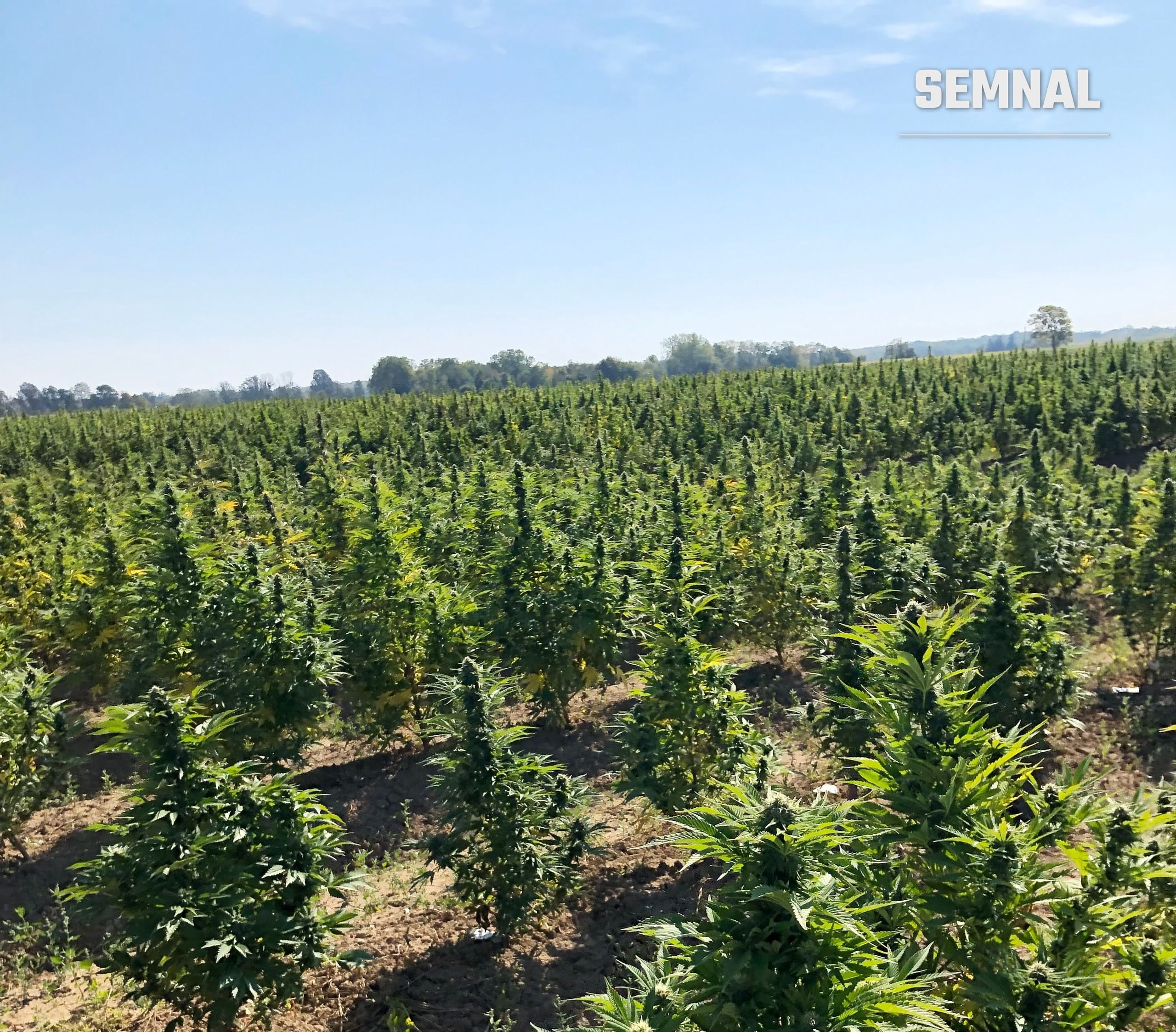 Plante de canabis cultivate pe câmp.