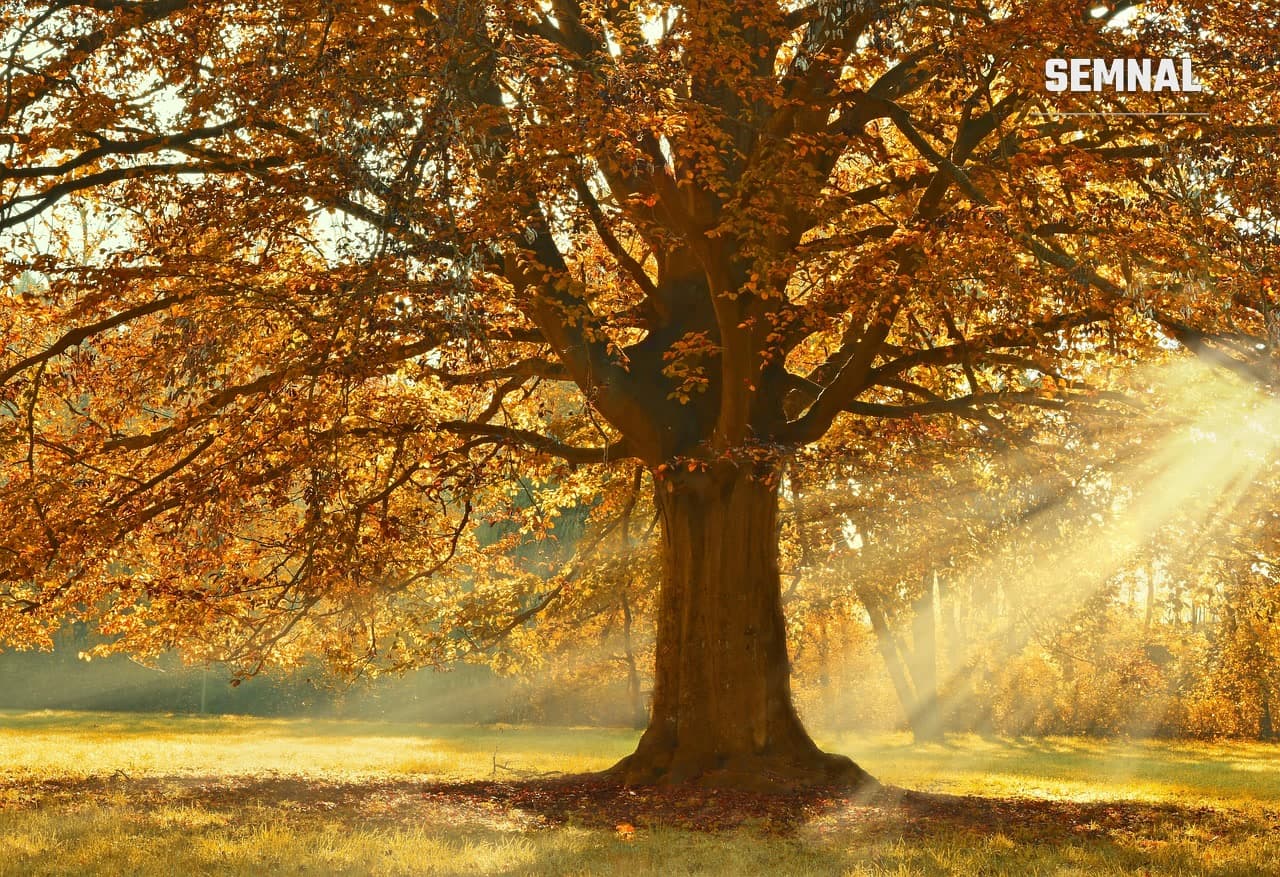 Un copac mare cu frunze aurii, străbătut de raze de soare, într-un parc. Fotografie ilustrativă. Foto: Peggychoucair / Pixabay