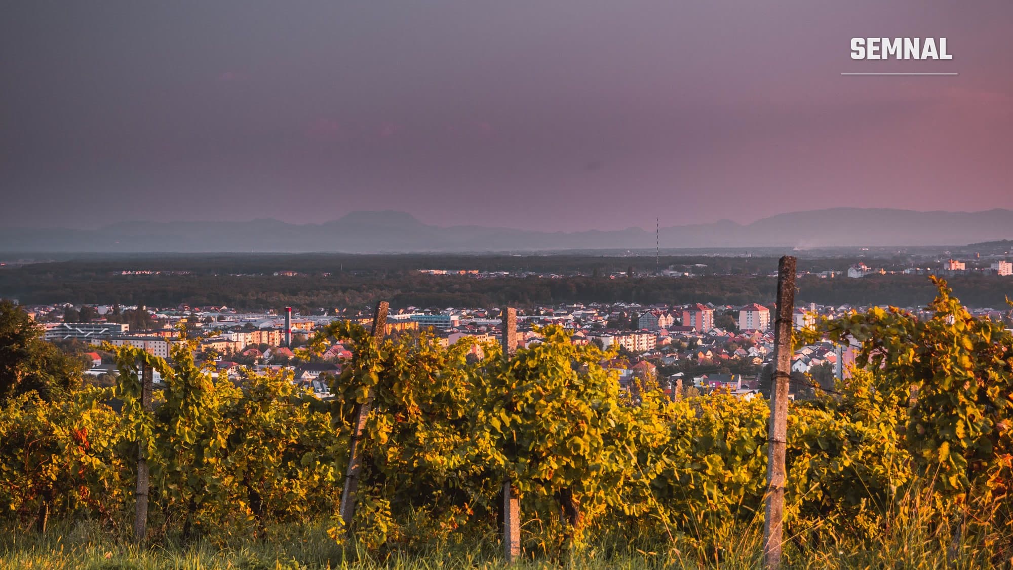 Podgorie în lumina apusului, cu rânduri de viță-de-vie în prim-plan și orașul Maribor din Slovenia în fundal