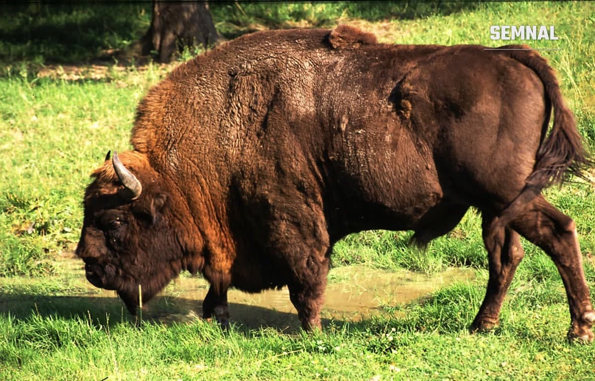 Zimbru (Bison bonasus) fotografiat în pădure, imagine de arhivă Wikimedia Commons