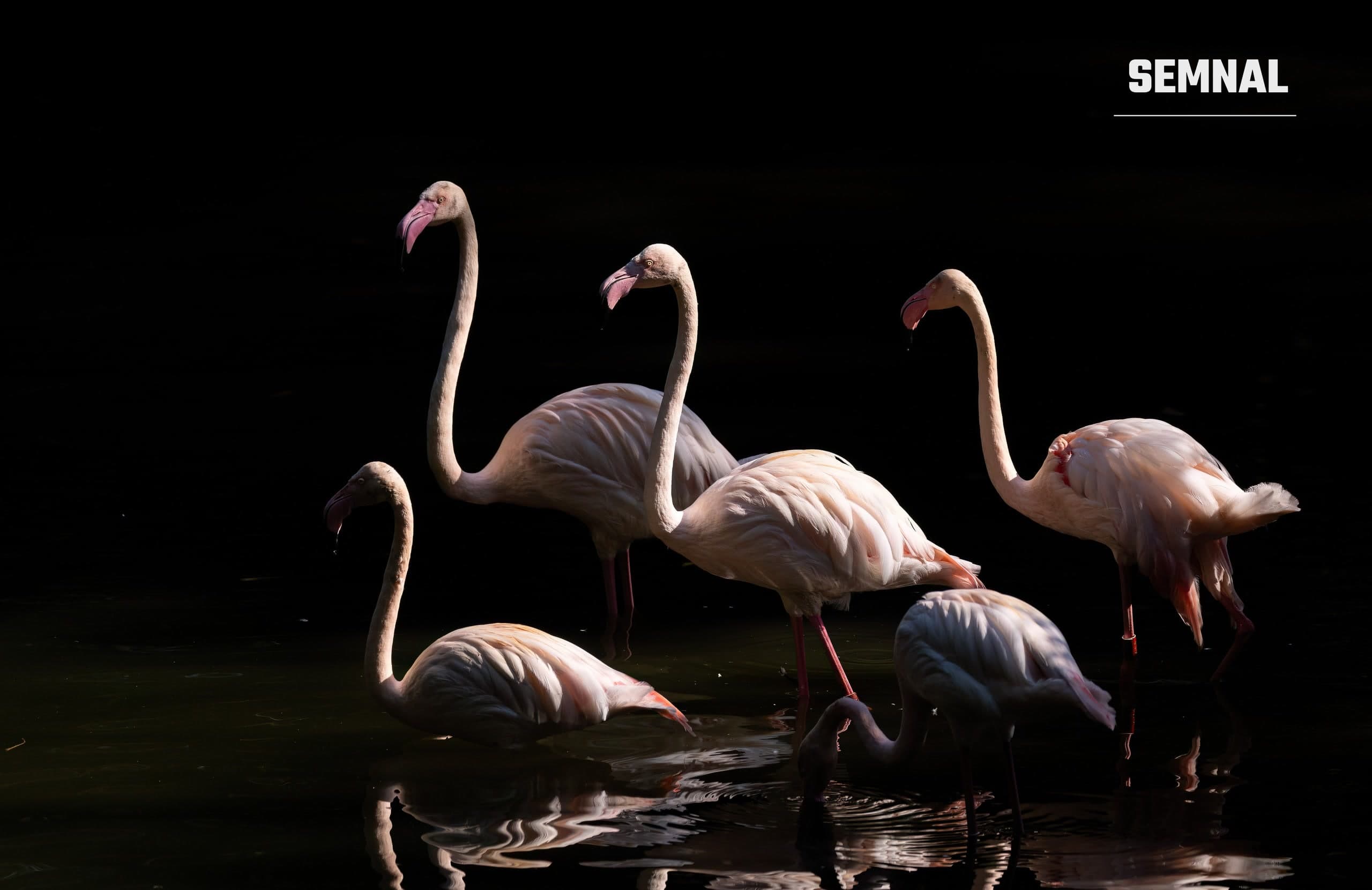 Flamingo într-o grădină zoologică, imagine ilustrativă