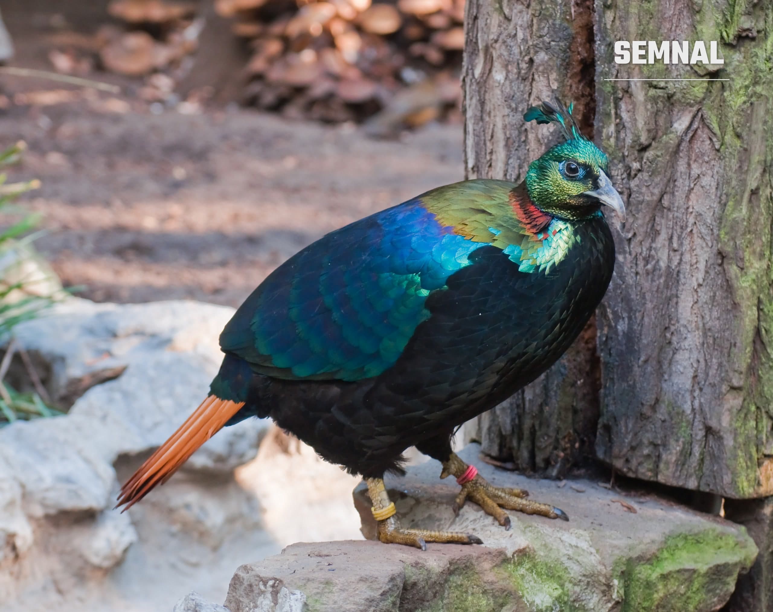 Mascul de monal himalayan, cu penaj iridescent verde, albastru și cupru, fotografiat într-un parc zoologic