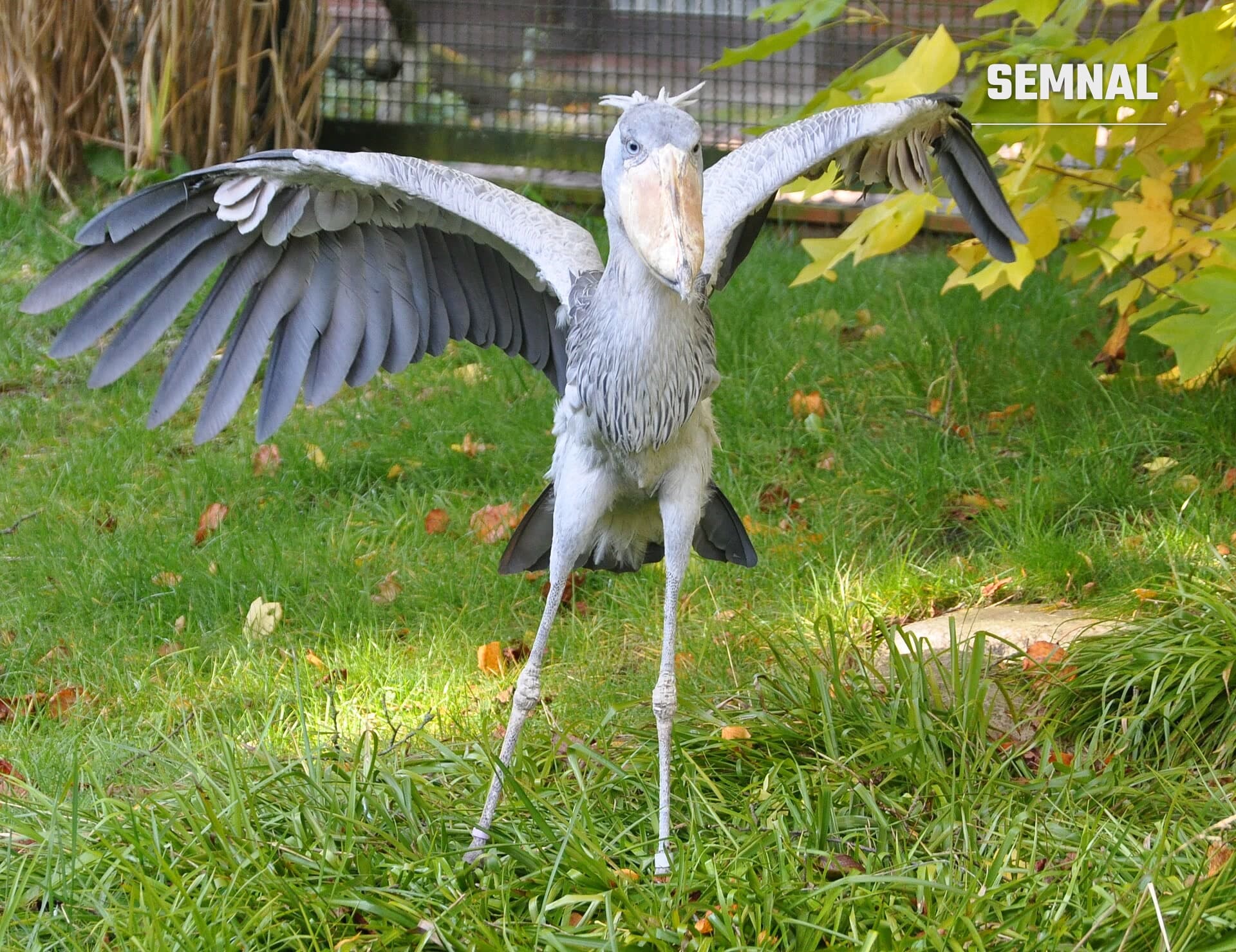 Shoebill cu aripile desfăcute, pe iarbă, într-un parc zoologic