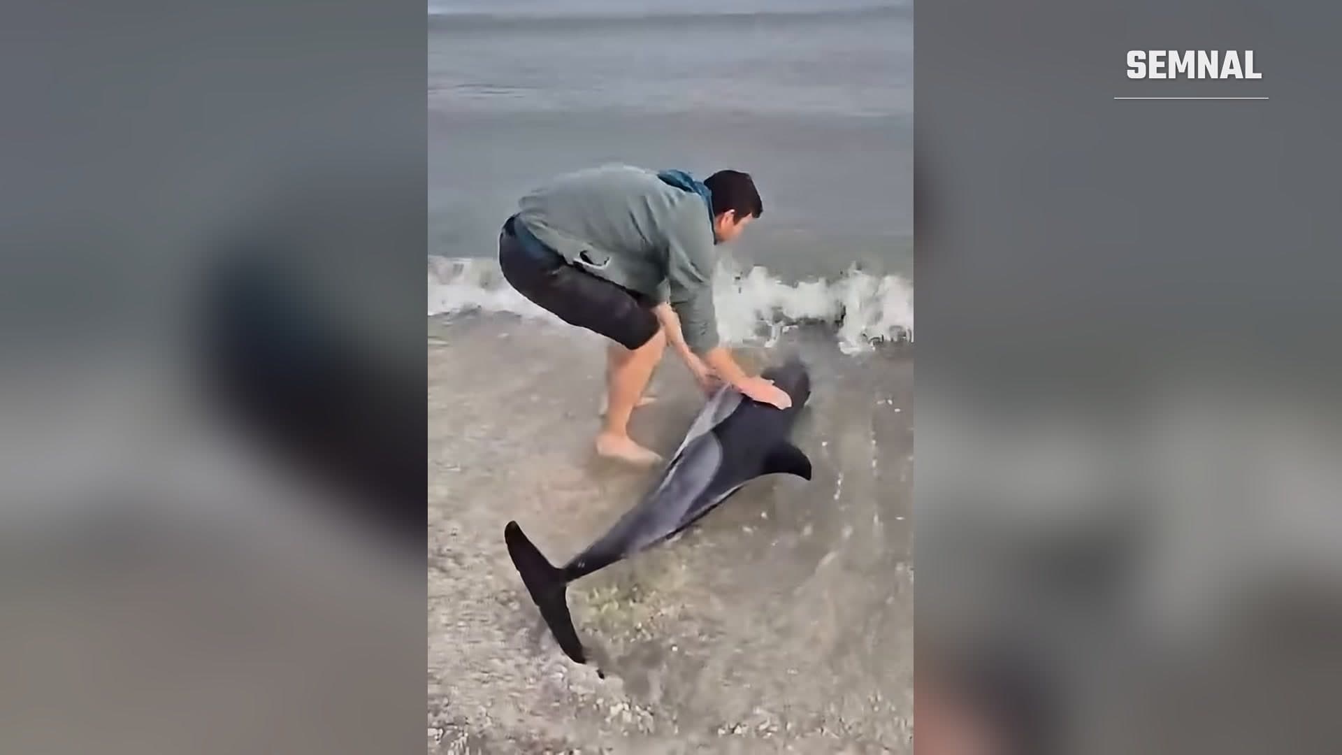 Bărbat care împinge înapoi în mare un delfin eșuat la marginea apei, pe o plajă de pe litoralul românesc