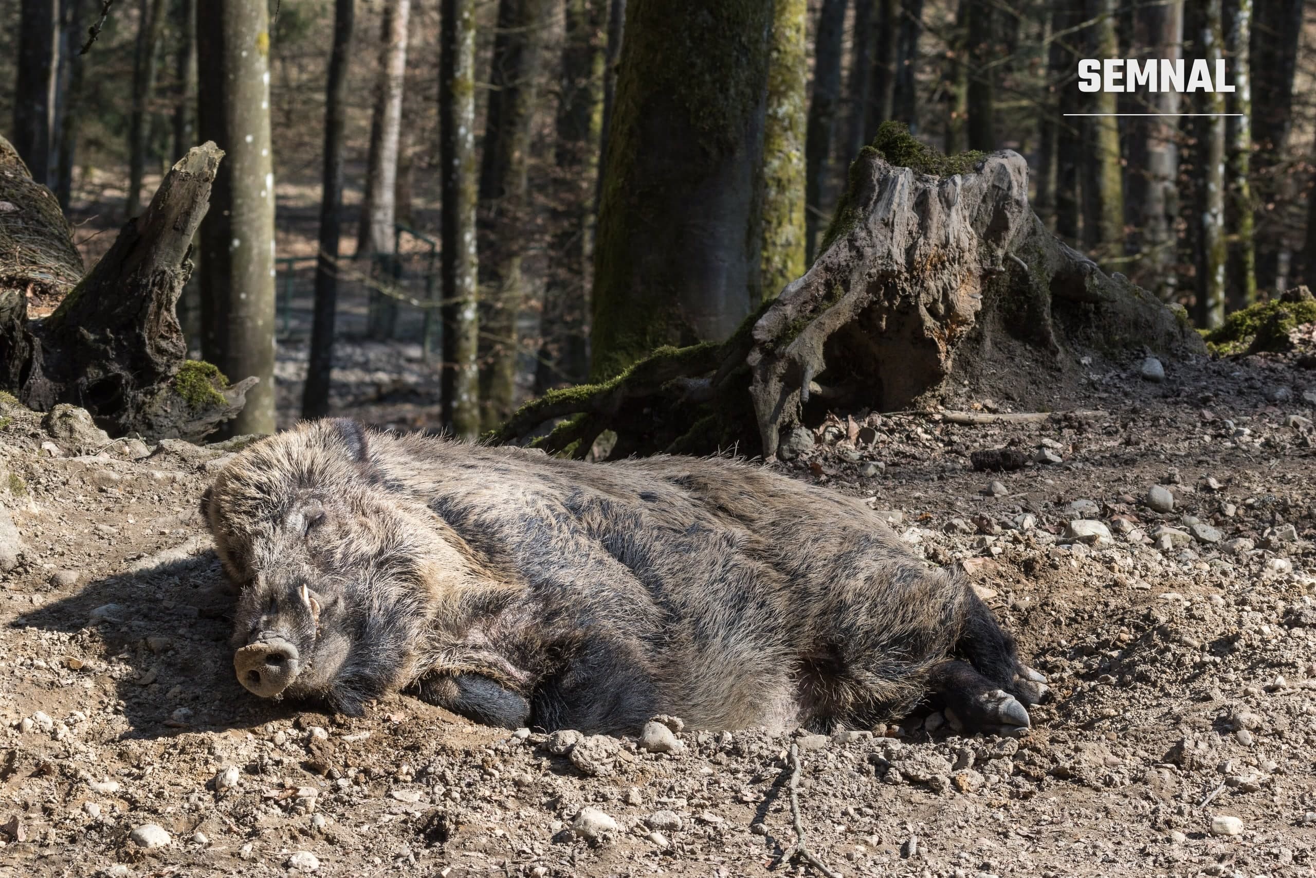 Mistreț adult culcat pe pământ, într-o pădure de foioase. Fotografie ilustrativă, nu îl înfățișează pe Iratxo.