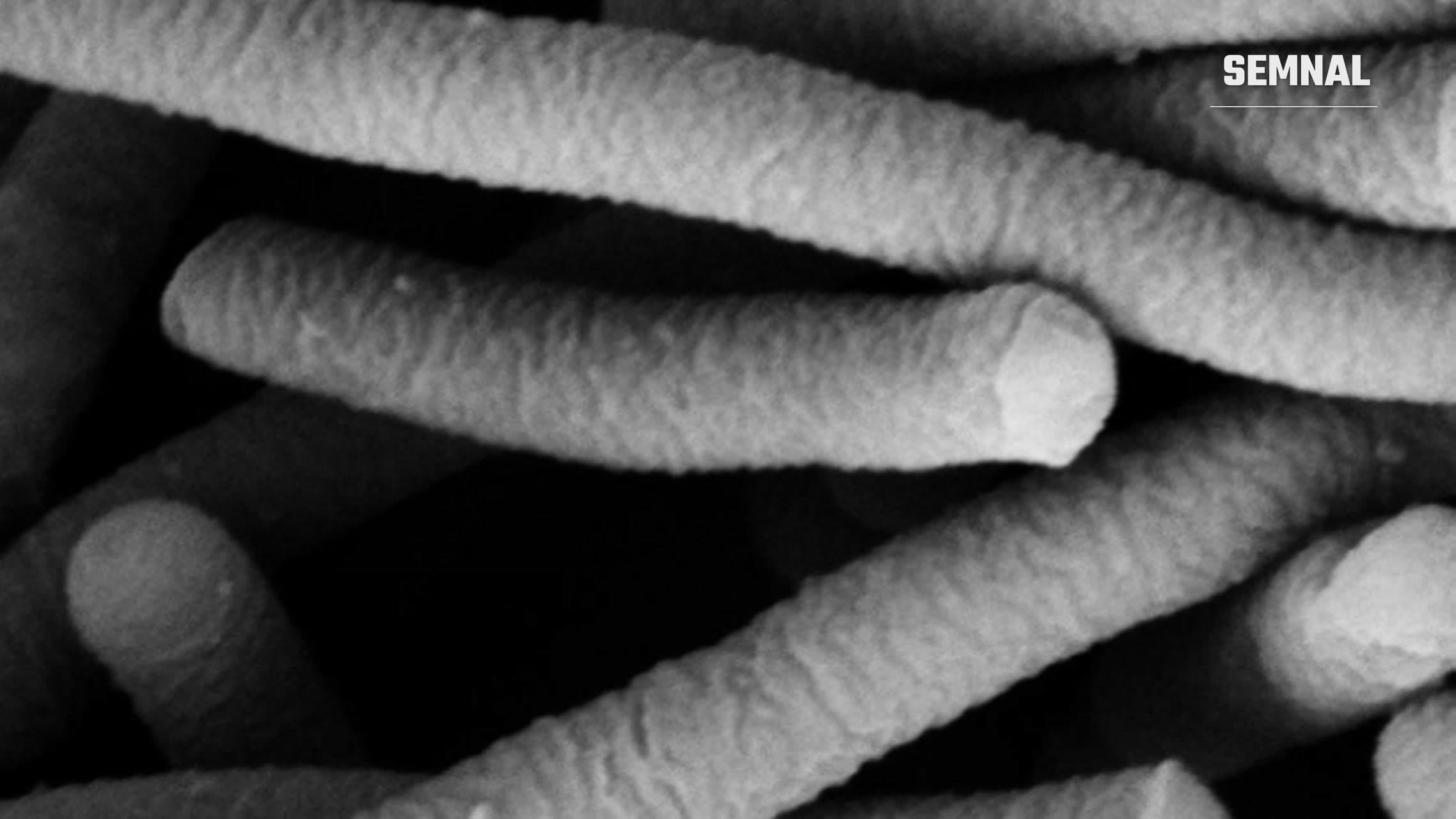 Bacterii Lactobacillus acidophilus în formă de bastonașe, văzute la microscopul electronic cu scanare, într-o imagine alb-negru