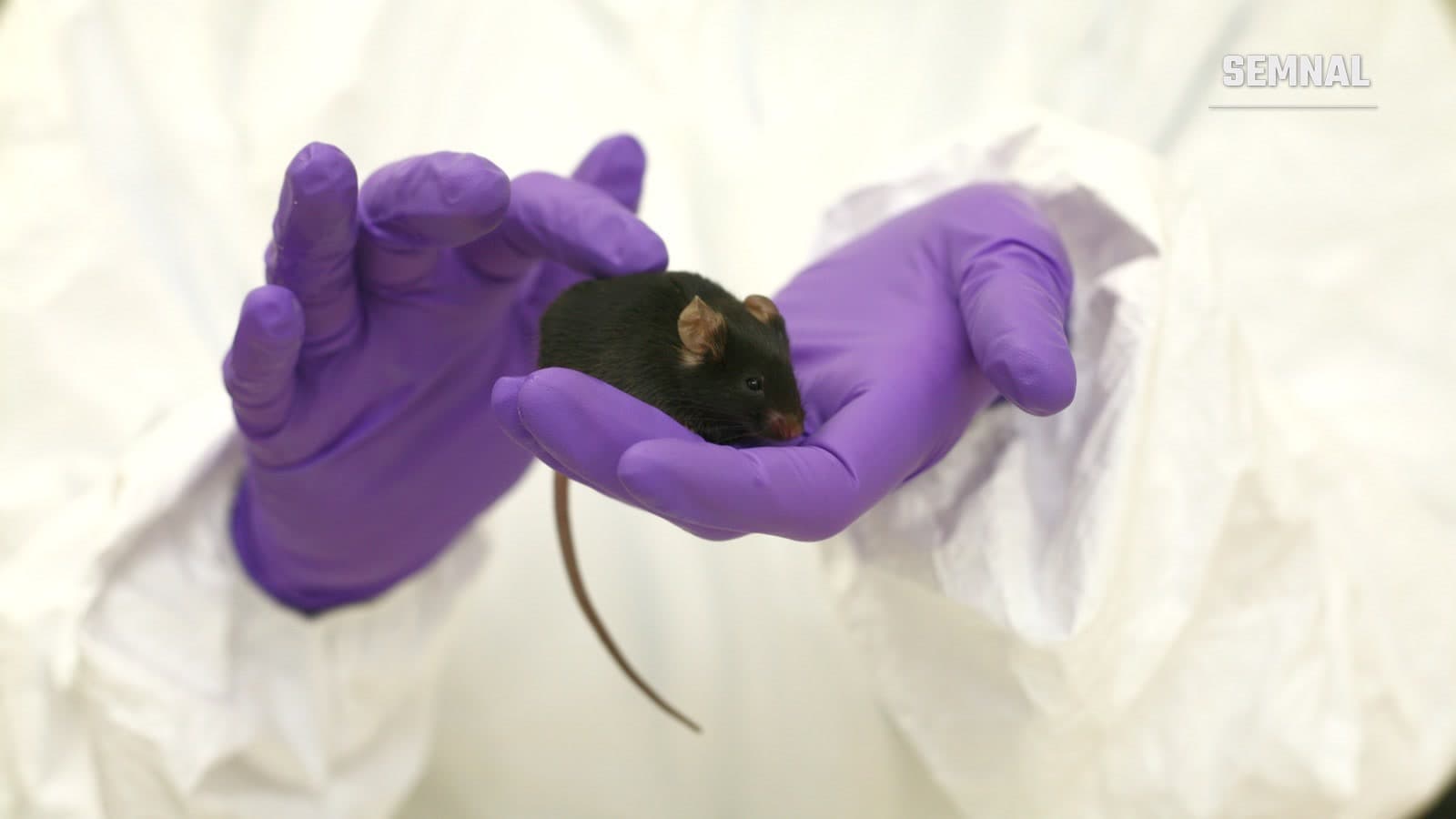 Mâini în mănuși violet de laborator, îmbrăcate în combinezon alb, țin un șoarece negru de laborator în palmă