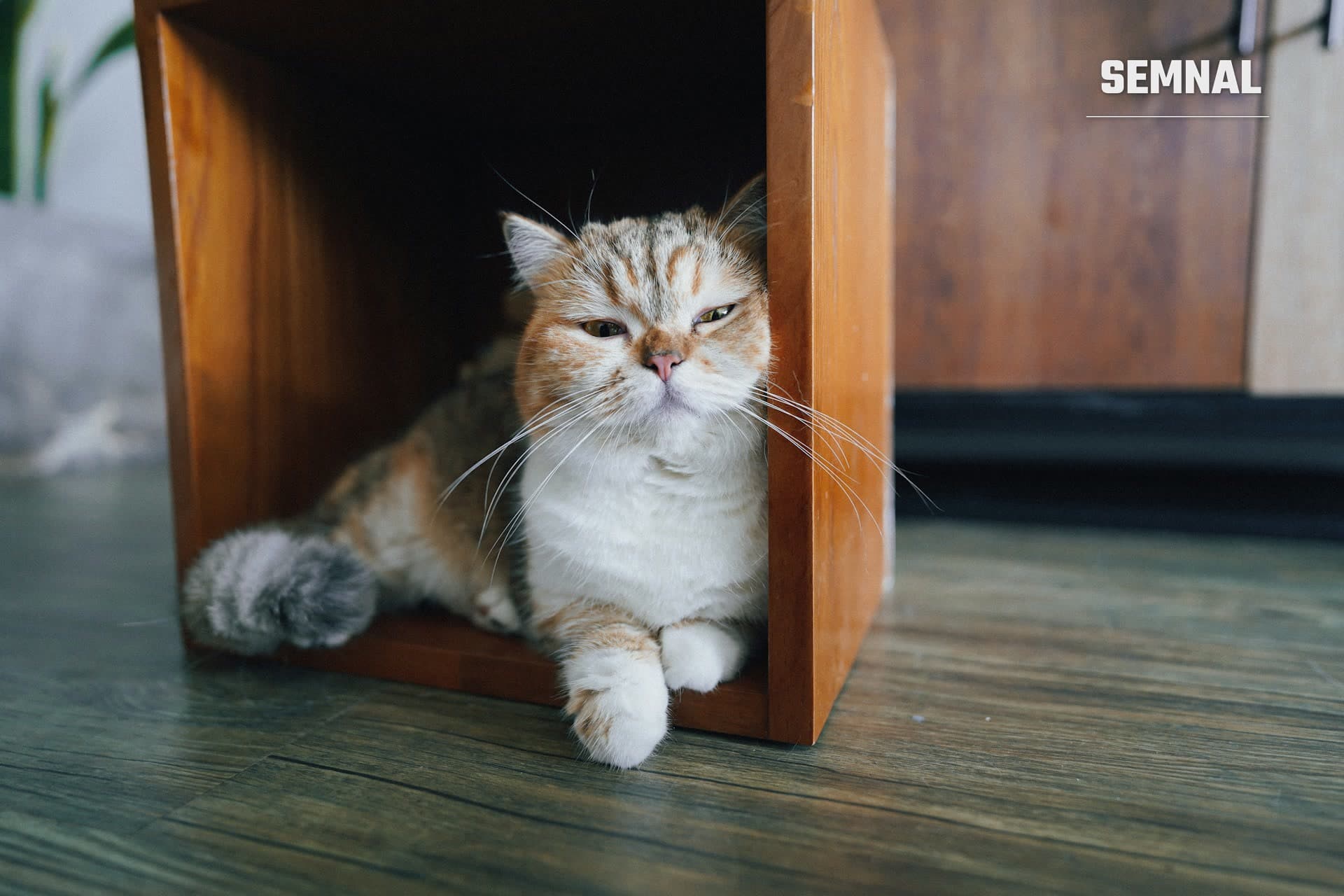 Imagine ilustrativă: o pisică roșcată cu alb stă întinsă într-o cutie de lemn, pe un parchet. (Foto: Tran Mau Tri Tam / Unsplash)