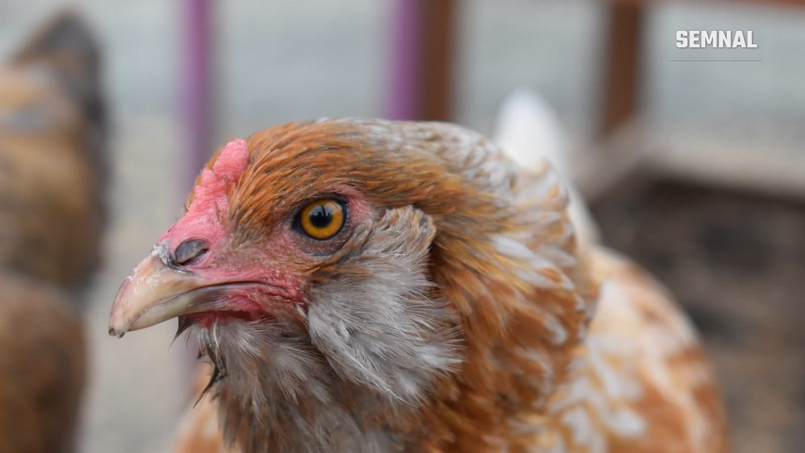Portret al unei găini roșcate, cu ochiul și ciocul în prim-plan