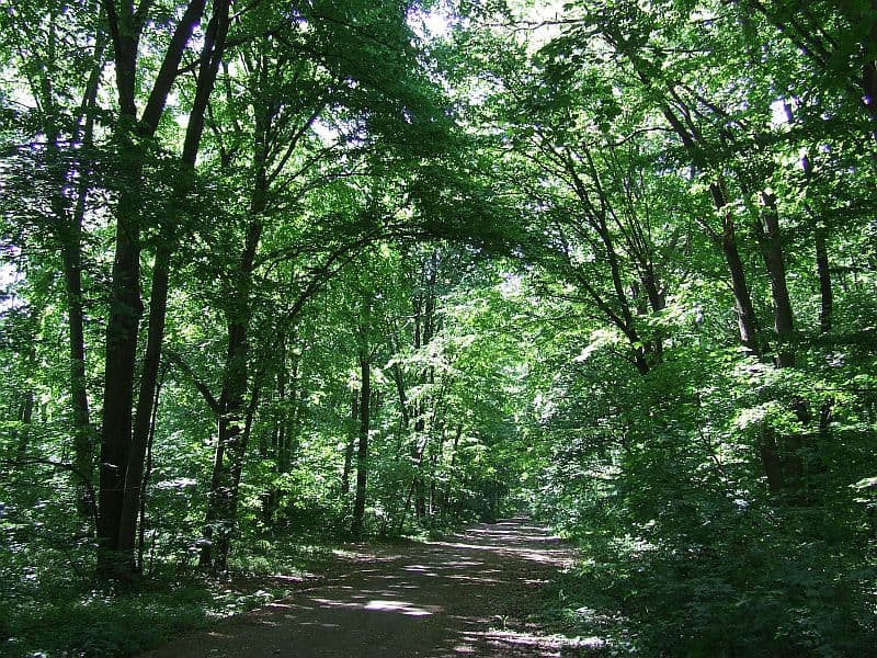 Ingerul din pădure