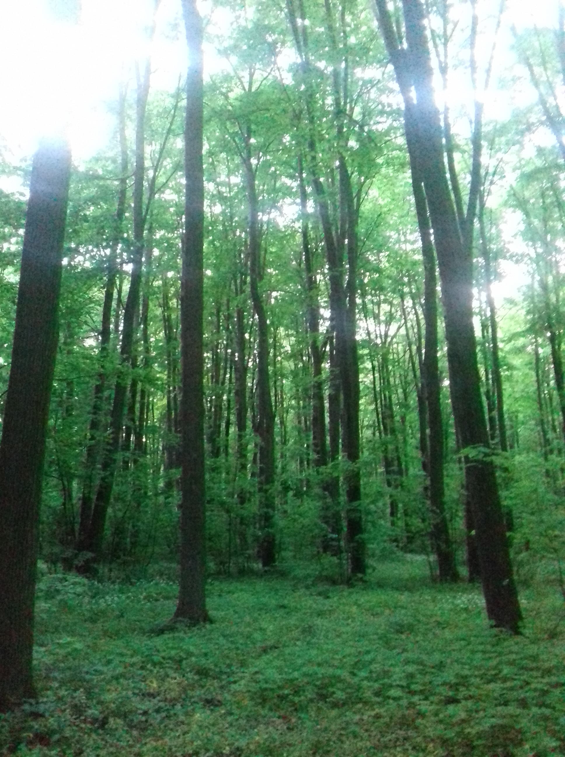 Pădurea