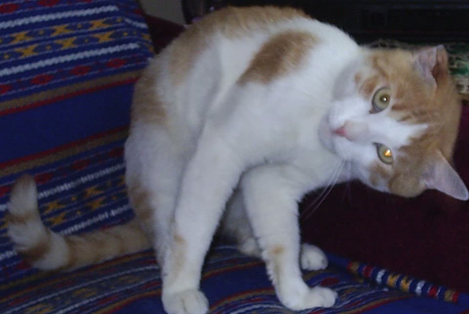 Pisâca