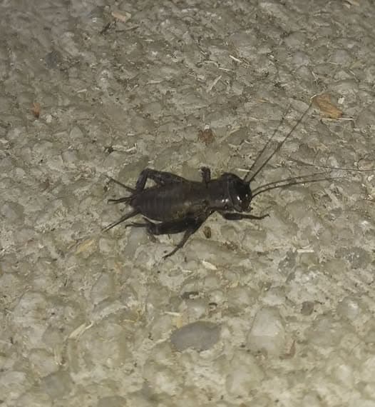 Un pumn de greieri