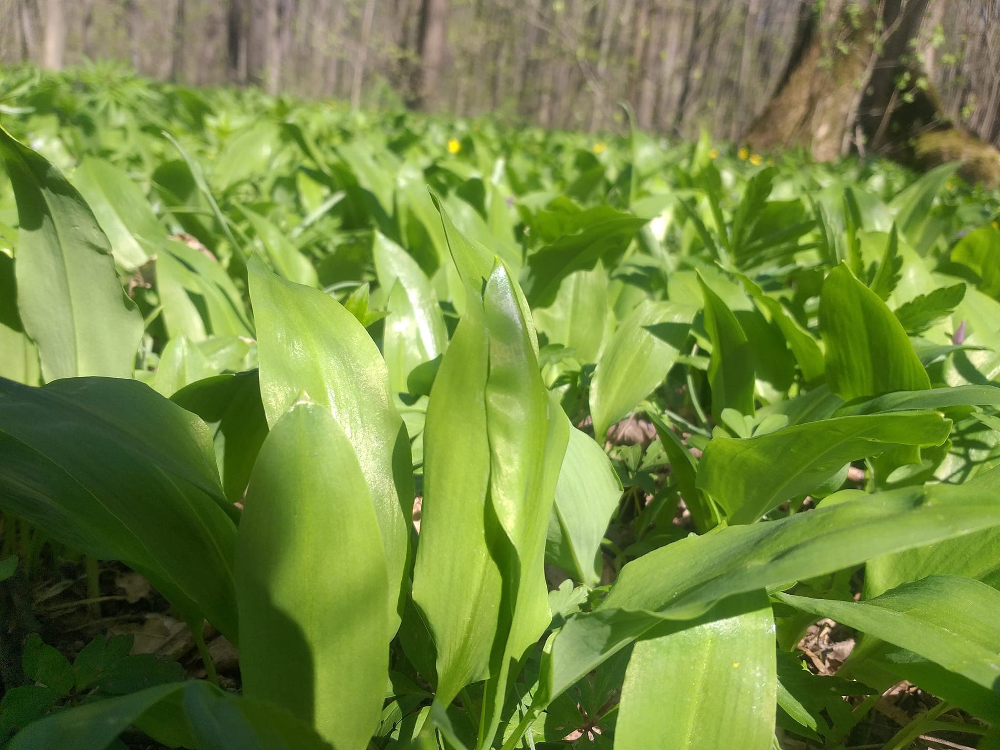 Leurda, planta minune