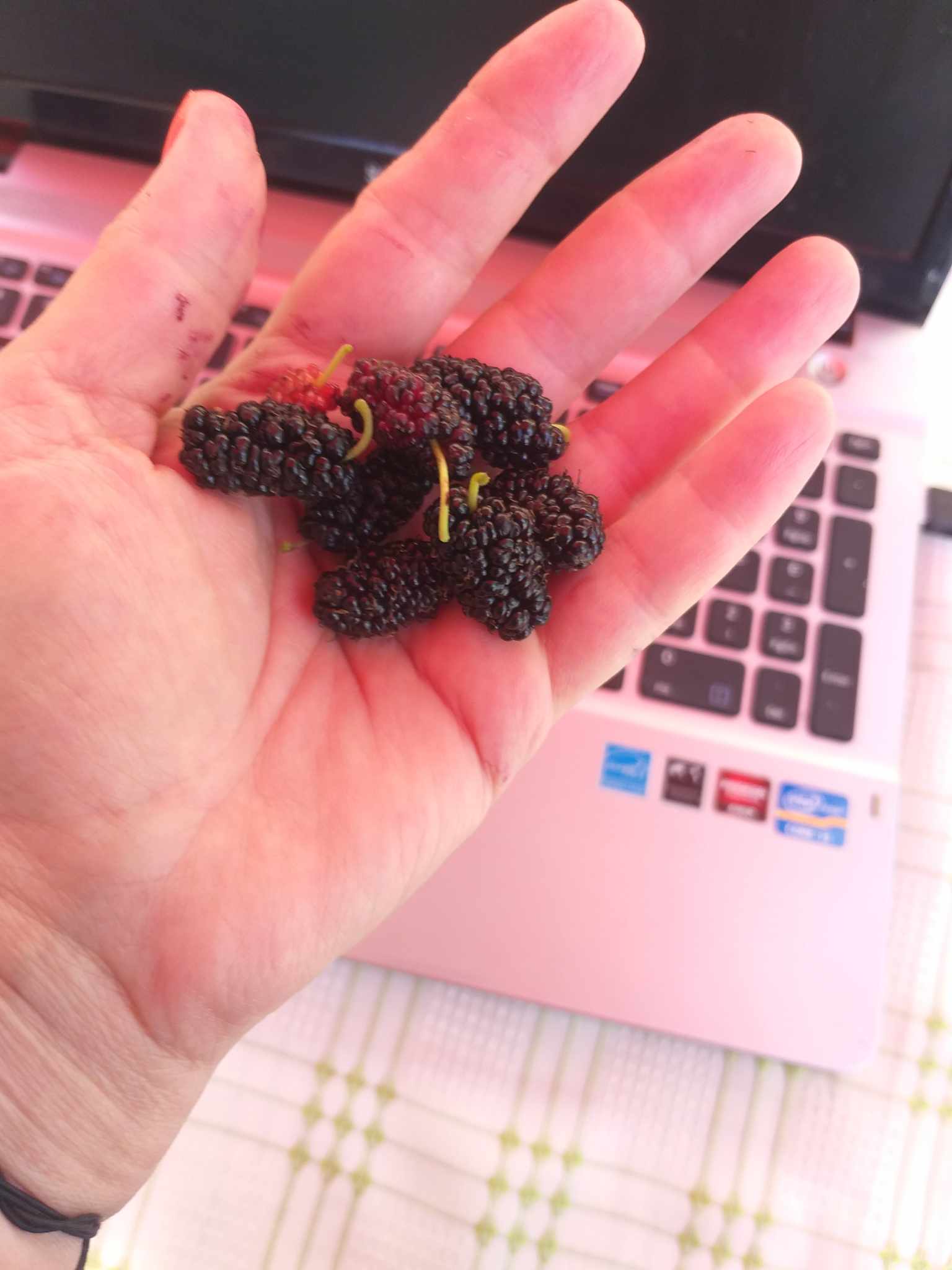 Dudul de la „Gogoșarul”
