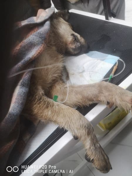 Cățel bătut și aruncat pe calea ferată