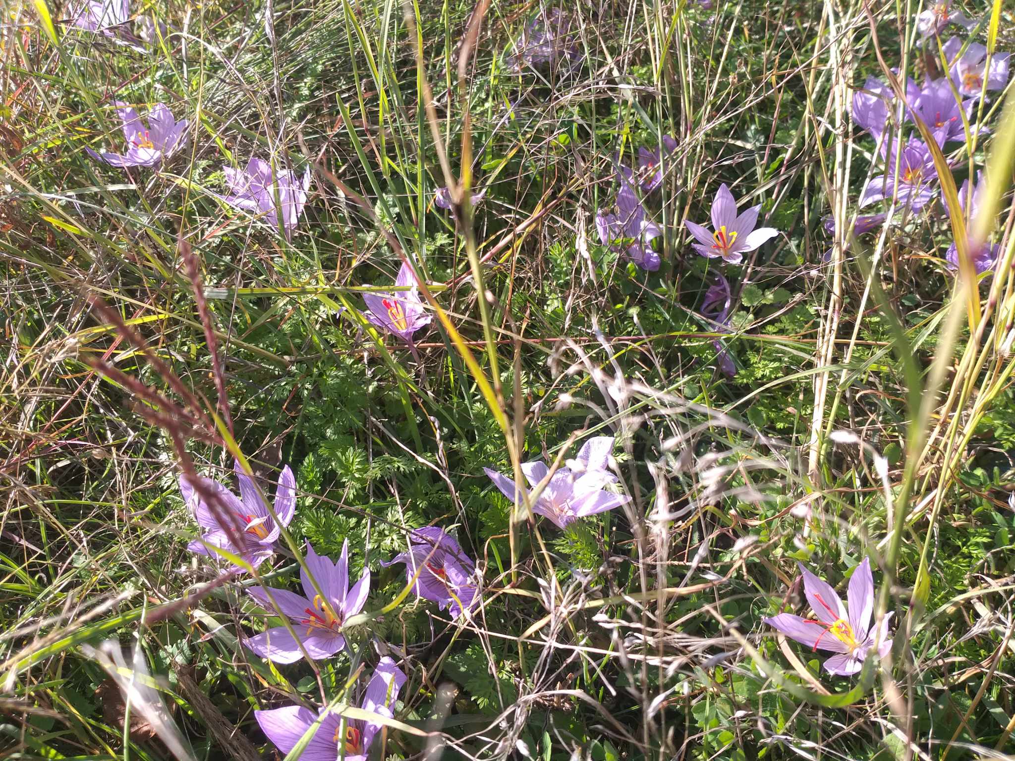 Iubirea noastră e o toamnă