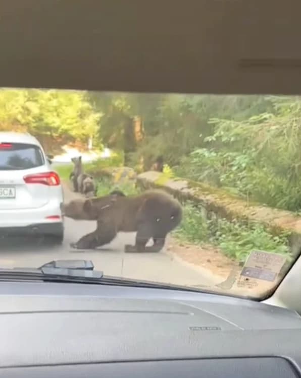 Ursoaică cu pui pe traseu montan