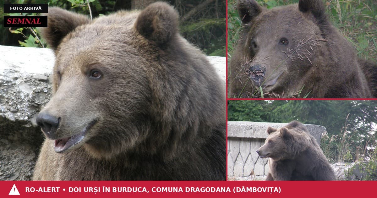 Colaj cu urși bruni — fotografii de arhivă ilustrând specia. RO-ALERT emis în satul Burduca, comuna Dragodana (Dâmbovița)