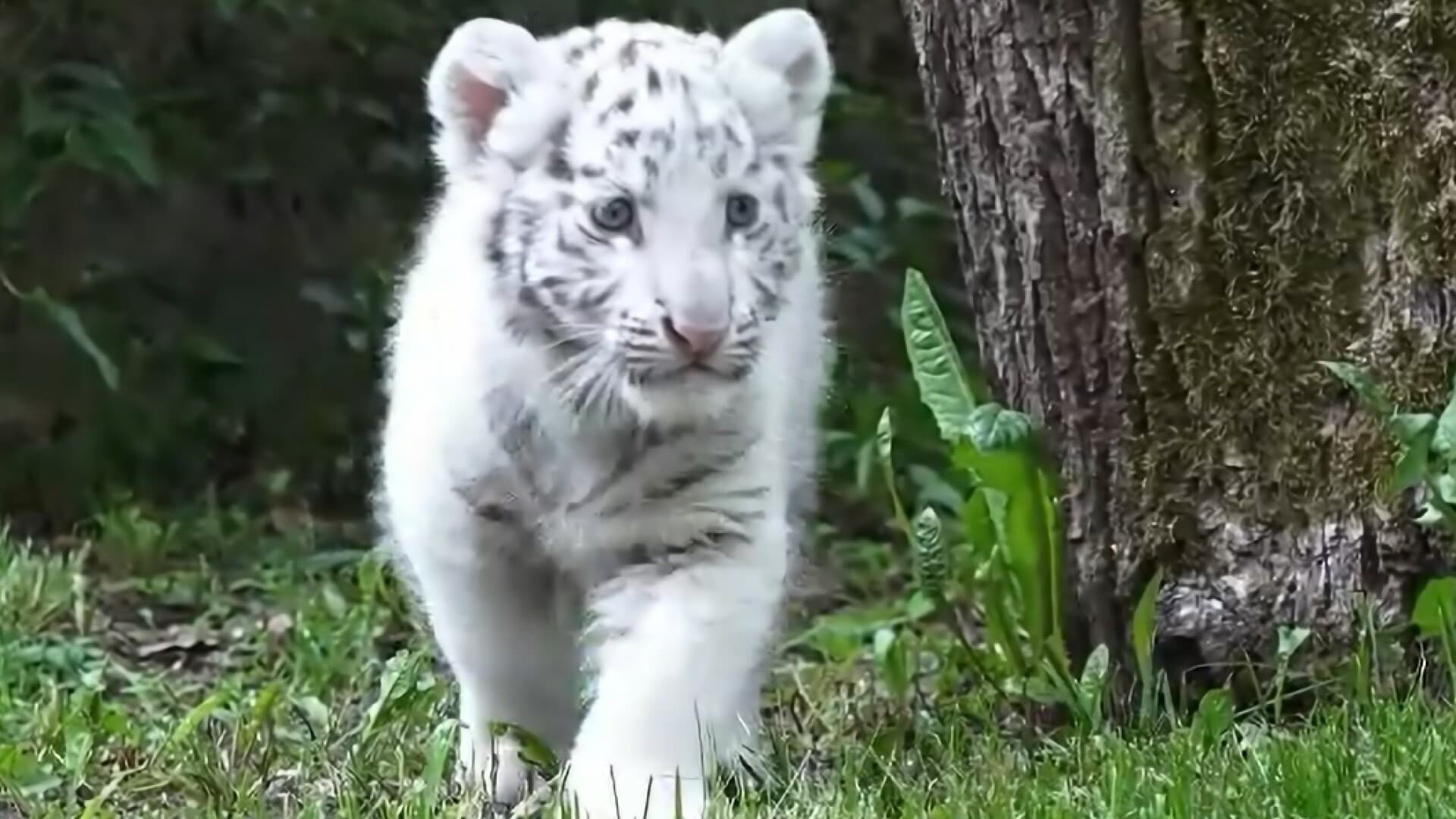 Tragedie la Grădina Zoologică din Craiova: Un pui de tigru alb moare sufocat