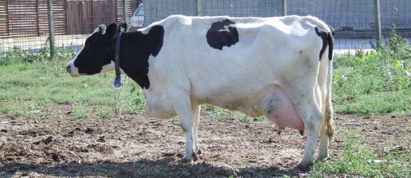 vaca