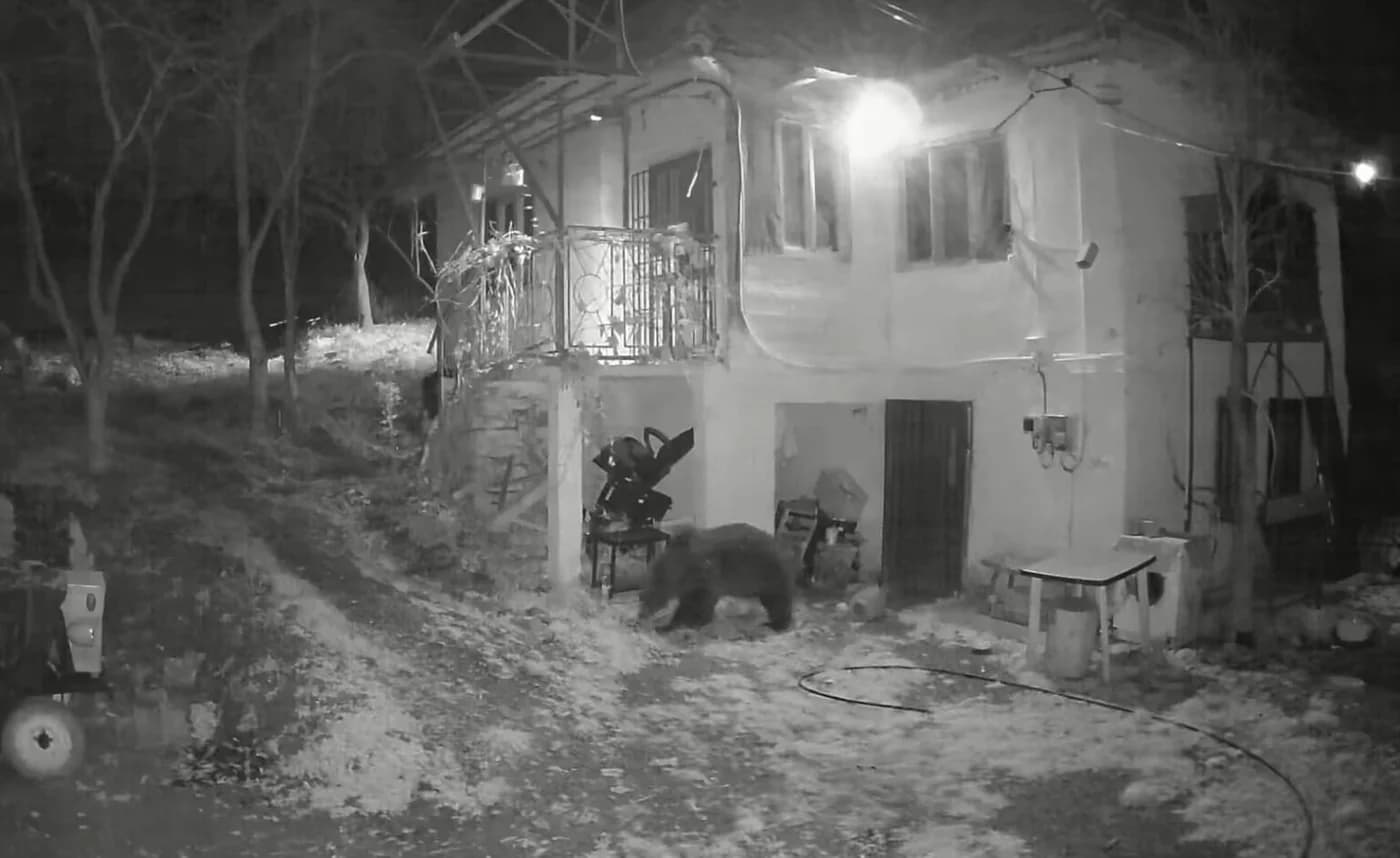 Urșii în Argeș: RO-ALERT și măsuri de siguranță necesare