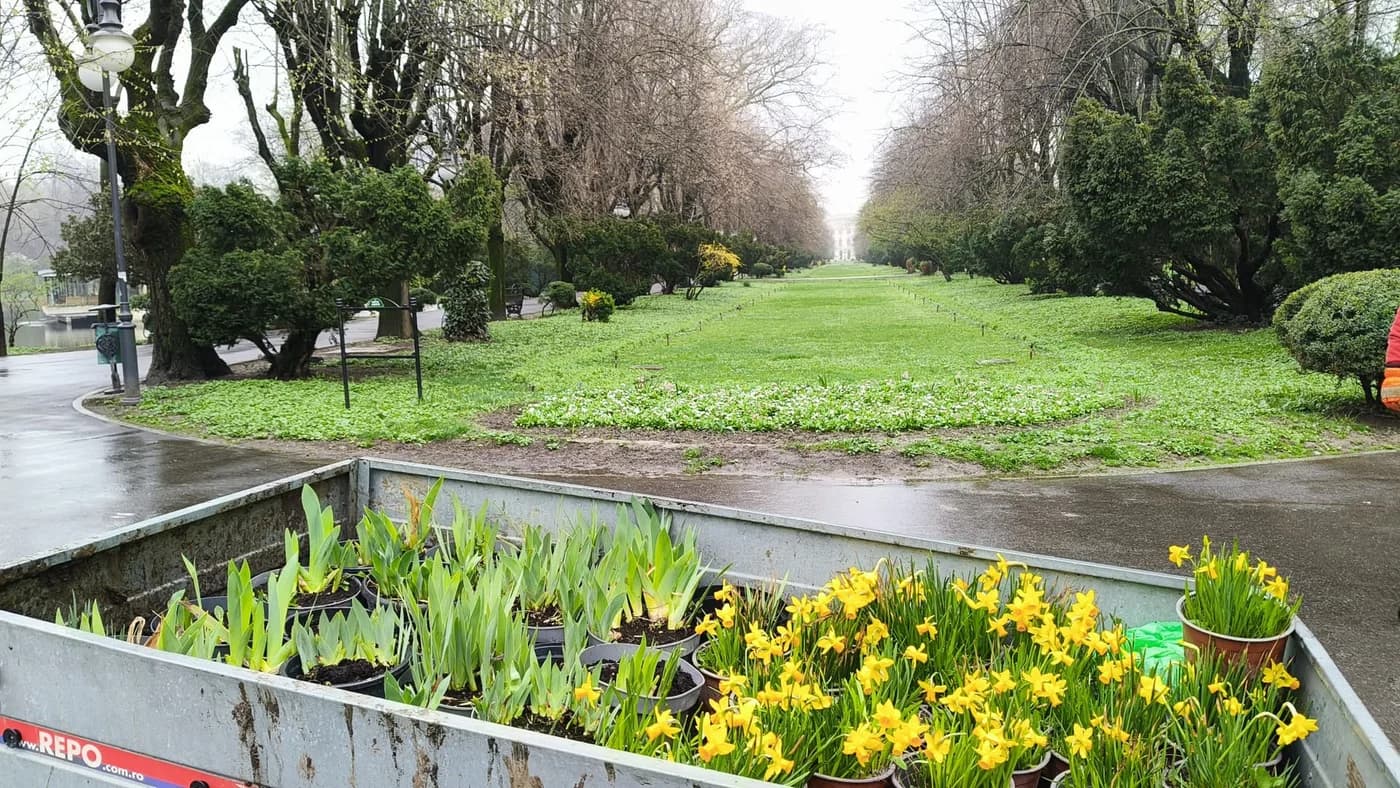 Flori furate din Parcul Cișmigiu la câteva ore după plantare. Vandalism repetat și amenzi usturătoare