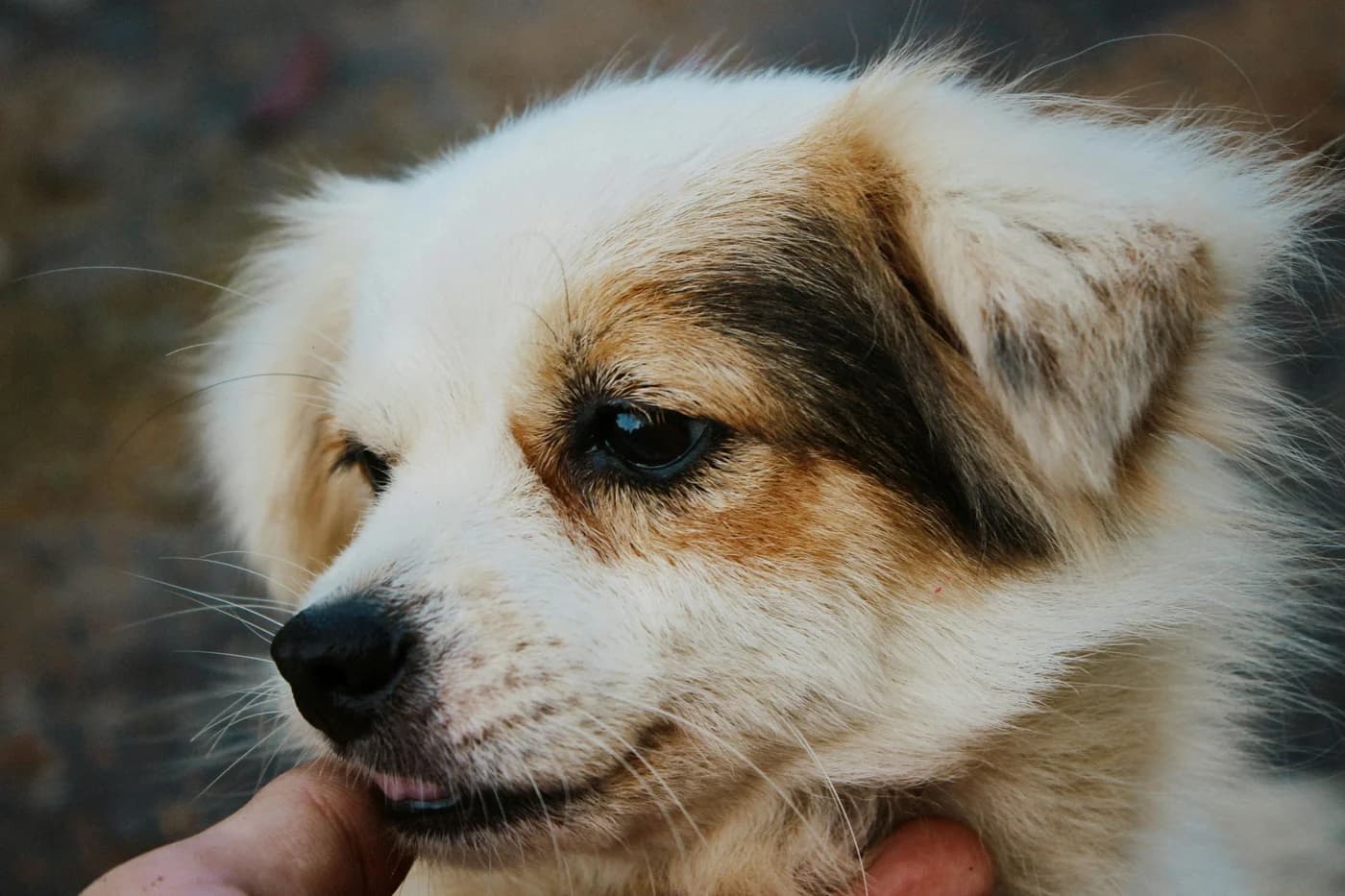 Caelya, cățelușa bătută în București, a fost salvată