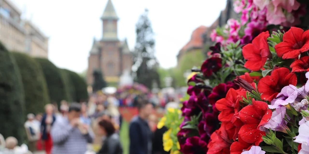 Timișoara, orașul florilor în plină primăvară
