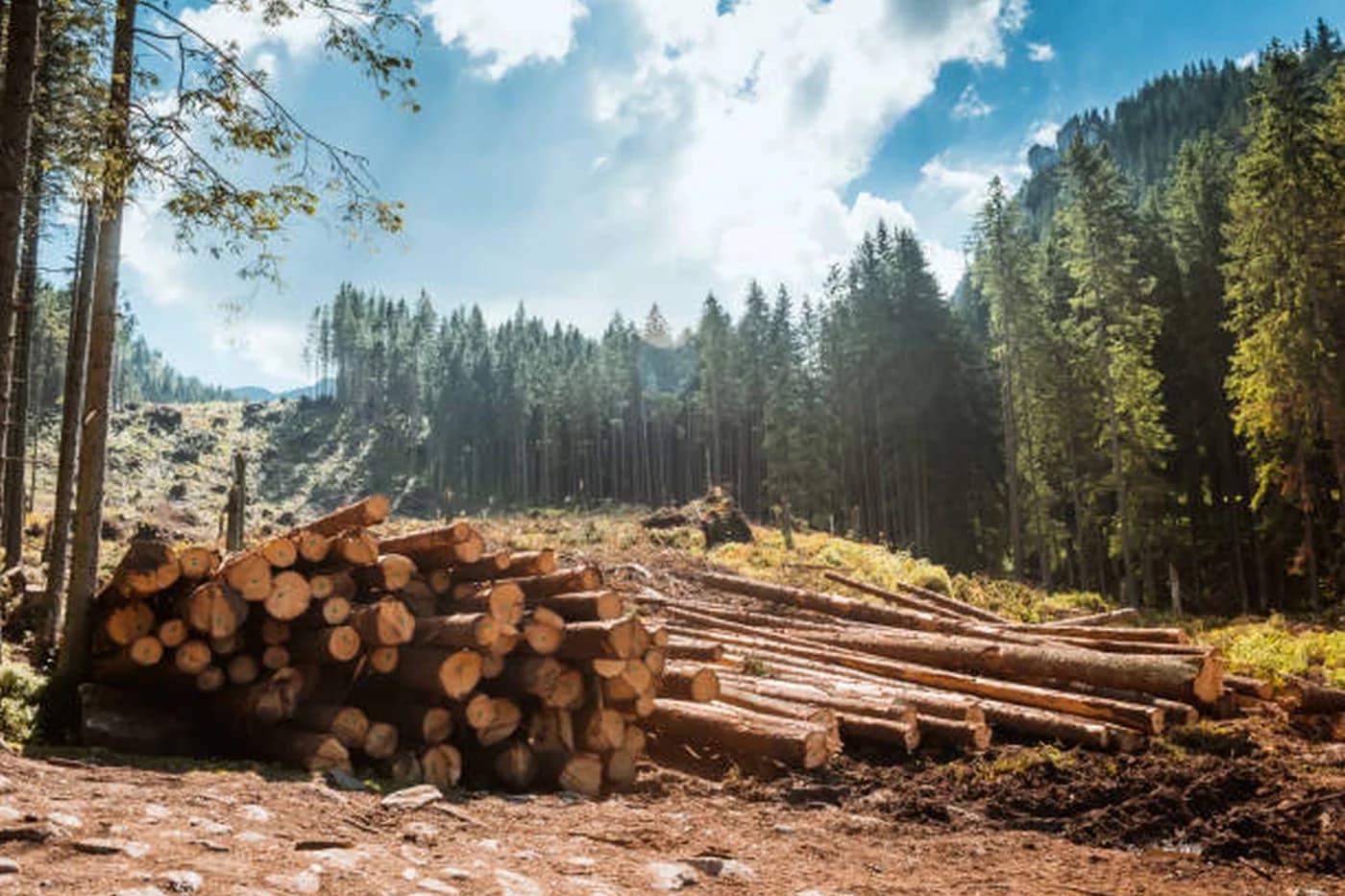 Percheziții în Bacău: 20 de metri cubi de lemn provenit de la arbori tăiați ilegal