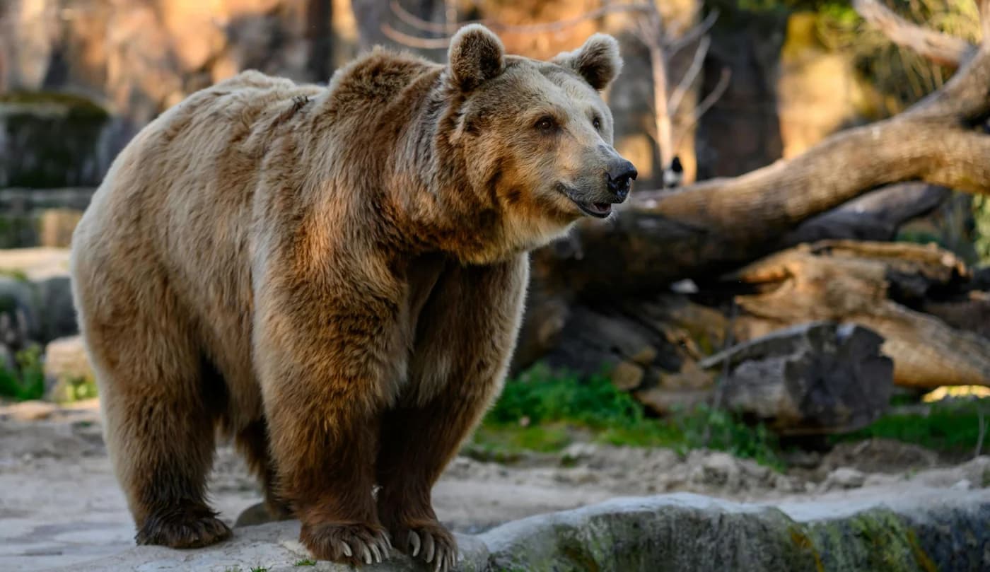 Un bărbat, surprins în timp ce  încerca să alunge un urs cu o lopată