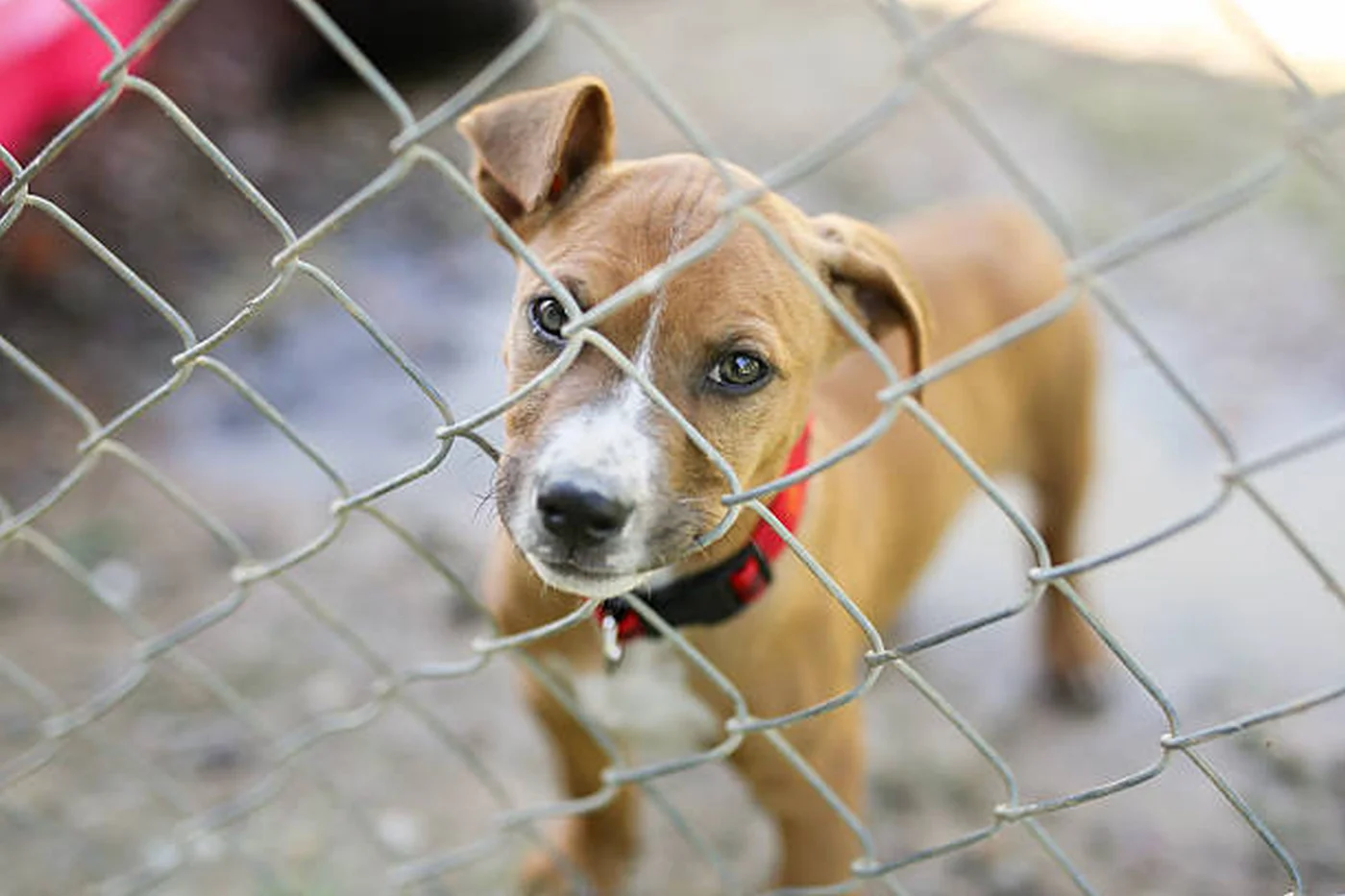 ASPA a salvat 14 animale dintr-un apartament din Sectorul 5