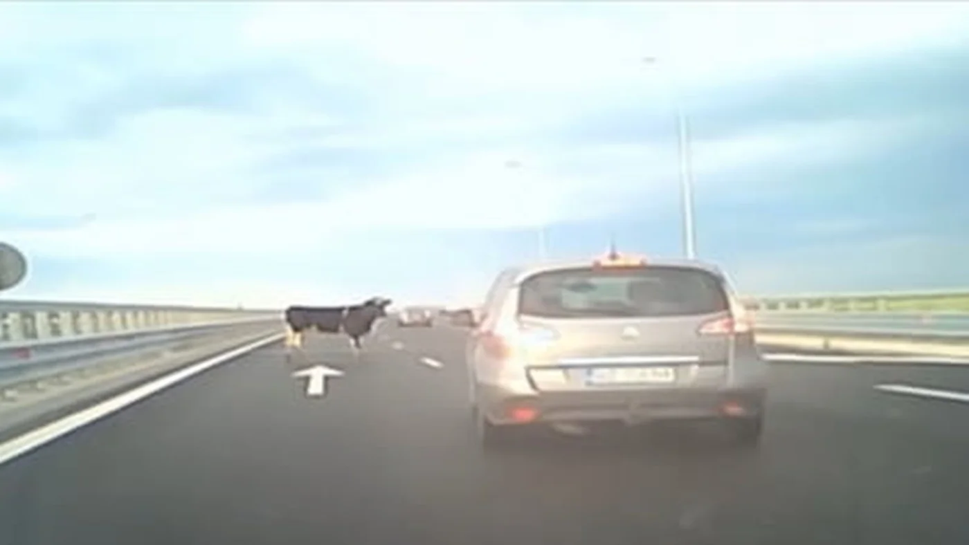 Patru vaci căzute pe A7 au pus șoferii în pericol
